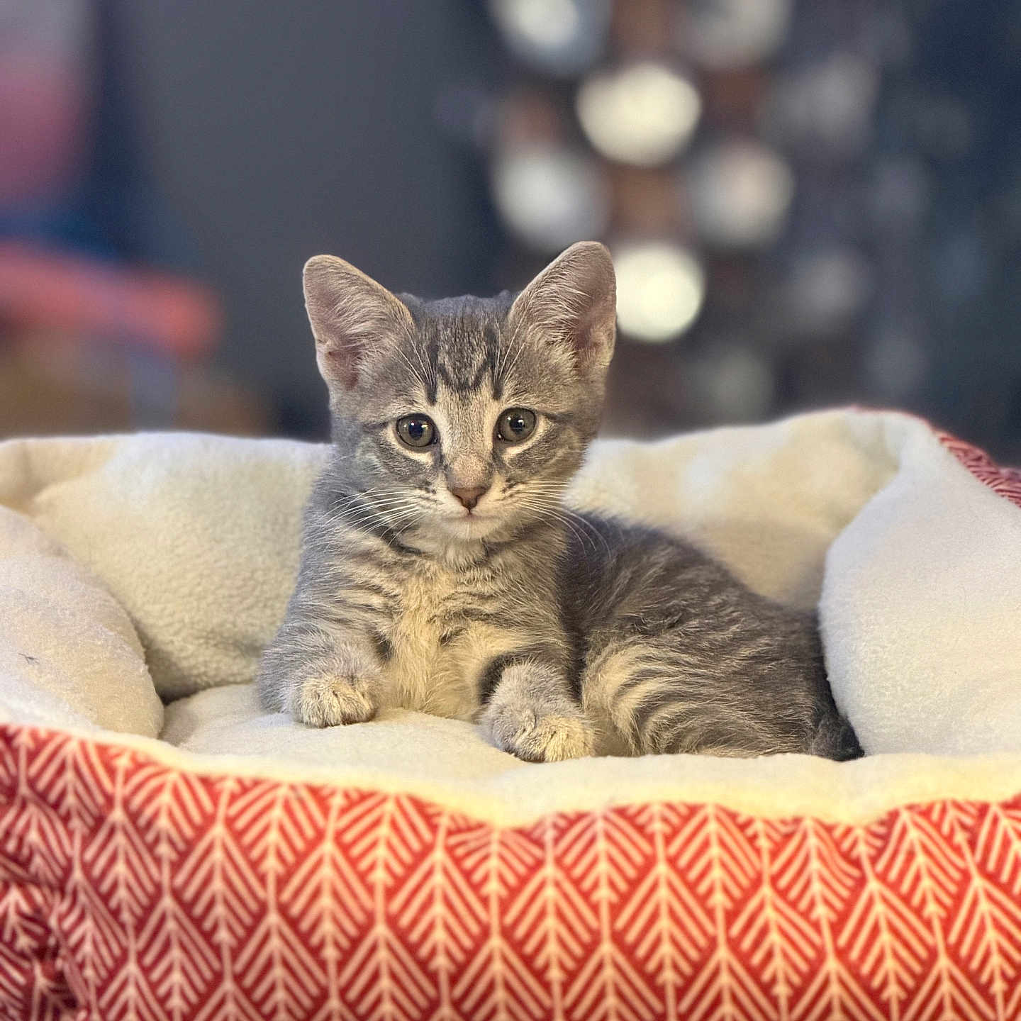 Daisy joined the competition — help win amazing prizes! kitten, cat, pet, animal, feline, gray_tabby, cute, bed, cozy, fluffy, indoor, resting, young, small, portrait, looking_at_camera, soft_light, comfortable, domestic, closeup
