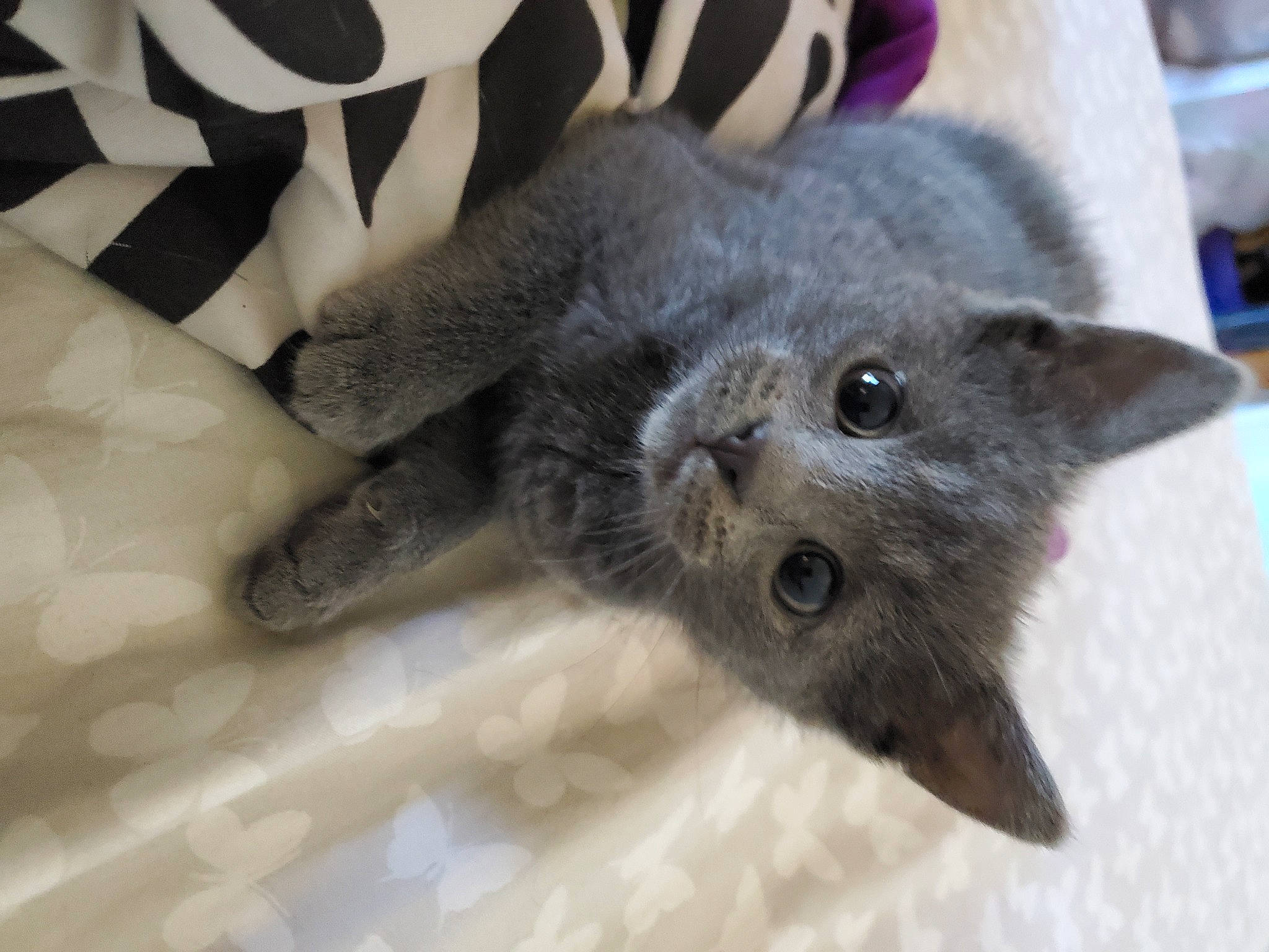 Cinder is registered to the contest to win money with this photo: black_cat, carnivore, cat, claw, domestic_short_haired_cat, felidae, fur, grey, paw, russian_blue, small_to_medium_sized_cats, snout, tail, whiskers