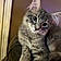 Mr Bigglesworth