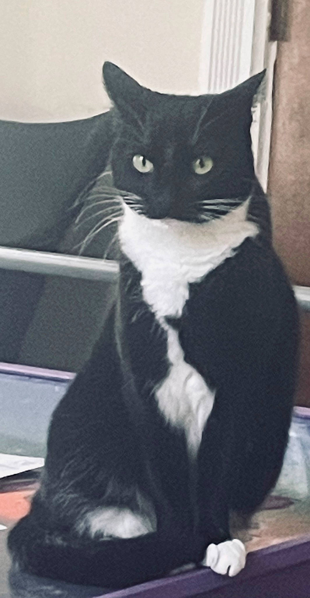 Violet is registered to the contest to win money with this photo: black, black_cat, carnivore, cat, domestic_short_haired_cat, eye, felidae, fur, grey, head, mammal, monochrome, monochrome_photography, sitting, small_to_medium_sized_cats, snout, tail, vertebrate, whiskers, window