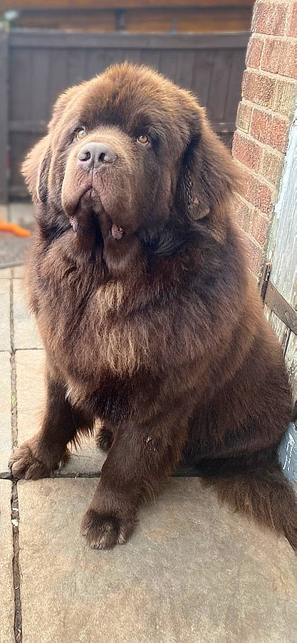 Billy joined the competition — help win amazing prizes! ancient_dog_breeds, canidae, carnivore, caucasian_shepherd_dog, companion_dog, dog, dog_breed, estrela_mountain_dog, fawn, fur, gaddi_kutta, giant_dog_breed, liver, snout, sporting_group, tail, terrestrial_animal, tibetan_mastiff, whiskers, working_animal