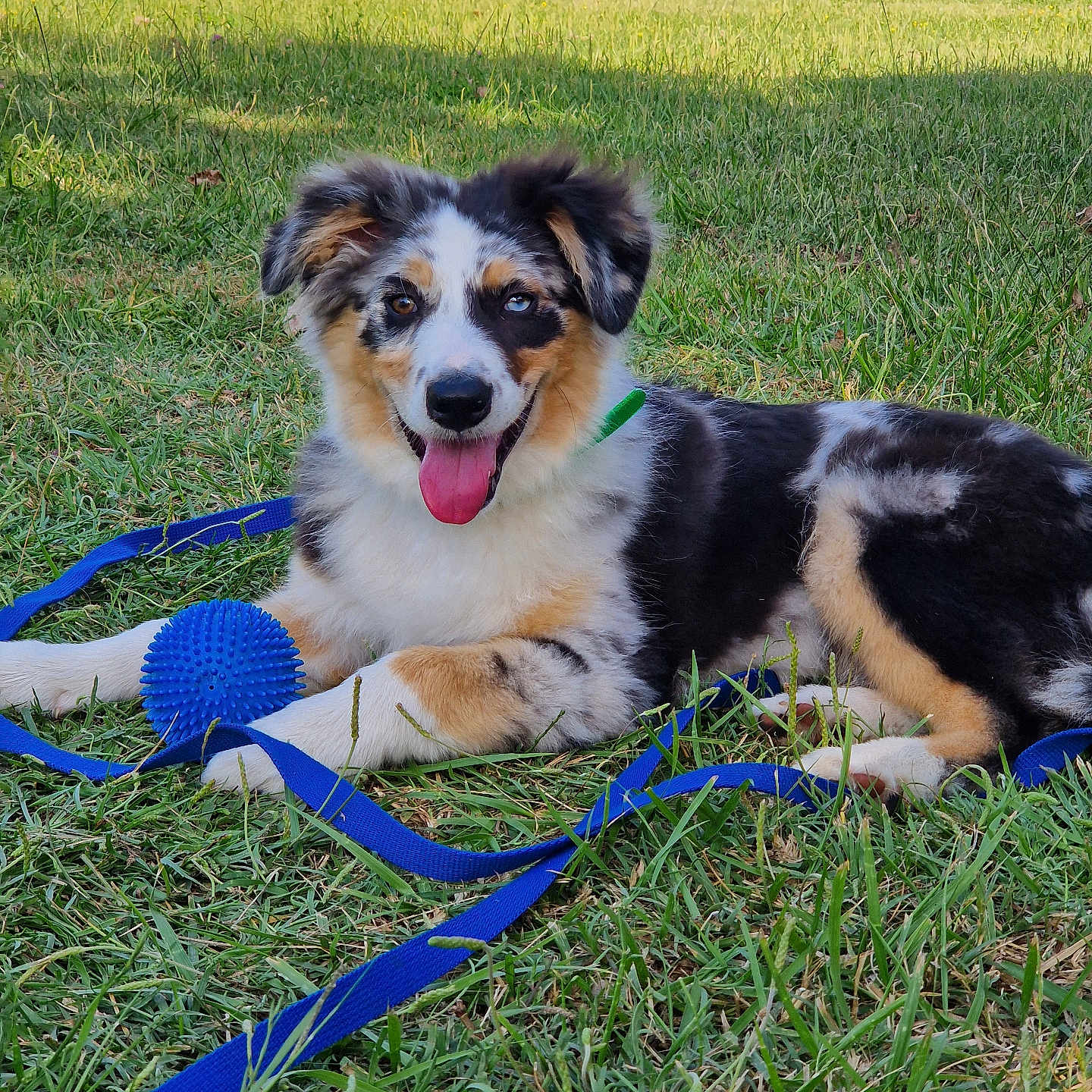 Volt participe au concours pour gagner de l'argent avec cette photo : accessories, animal, ball, canine, collie, dog, field, football, grass, grassland, husky, lawn, leash, nature, outdoors, pet, plant, puppy, strap, yard