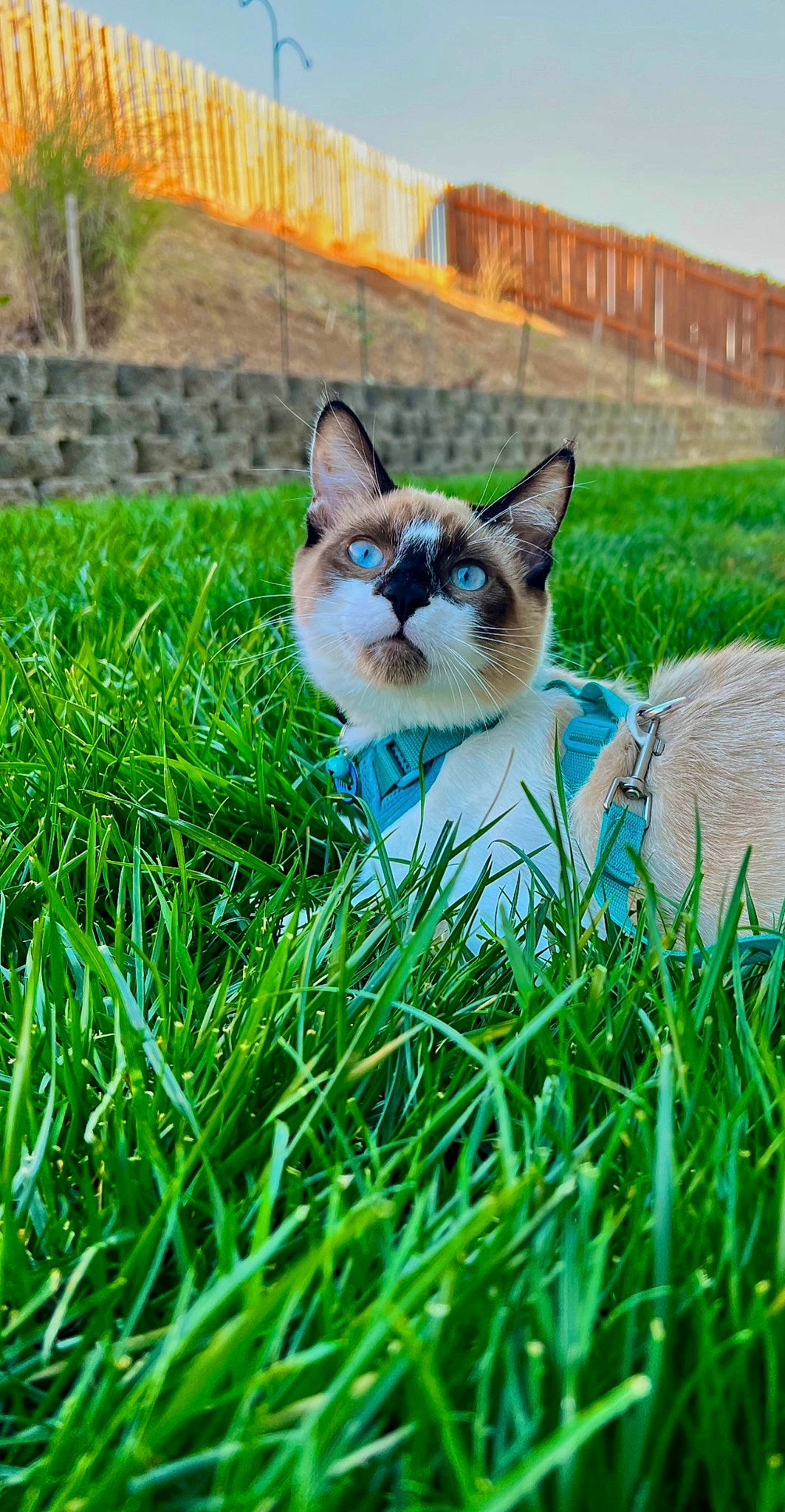 Kimchi joined the competition — help win amazing prizes! carnivore, cat, electric_blue, fawn, felidae, fence, fur, grass, grass_family, grassland, groundcover, lawn, meadow, plant, small_to_medium_sized_cats, snout, tail, terrestrial_animal, whiskers, wildlife