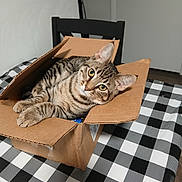Mittens is registered to the contest to win money with this photo: animal, cardboard_box, cat, chair, checkered, curious, door, ears, eyes, feline, fur, indoor, paws, pet, relaxed, sitting, tabby_cat, table, tablecloth, whiskers