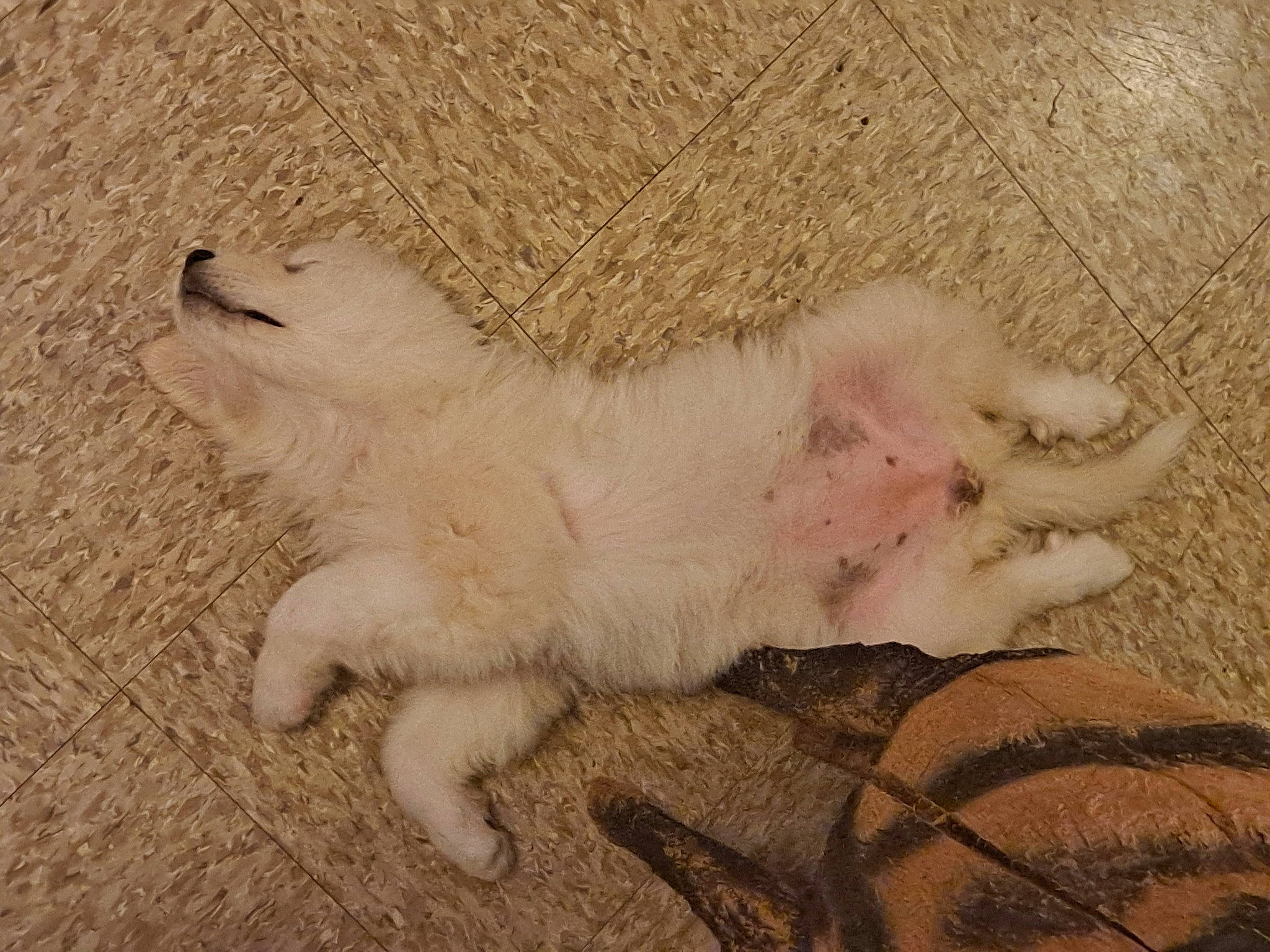 Pixie joined the competition — help win amazing prizes! canidae, carnivore, cat, claw, companion_dog, dog_breed, fang, felidae, foot, fur, paw, small_to_medium_sized_cats, soil, sporting_group, tail, terrestrial_animal, whiskers