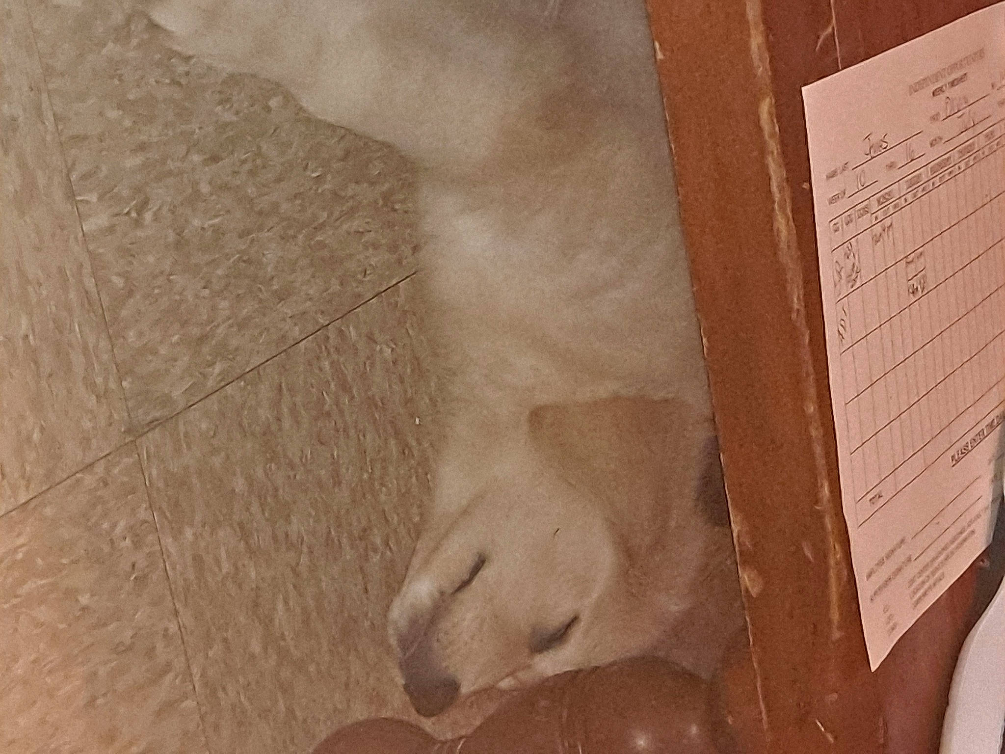 Pixie joined the competition — help win amazing prizes! art, fawn, felidae, flooring, foot, fur, hardwood, human_leg, linens, paper, paper_product, pattern, recipe, room, tail, tile, visual_arts, whiskers, wood