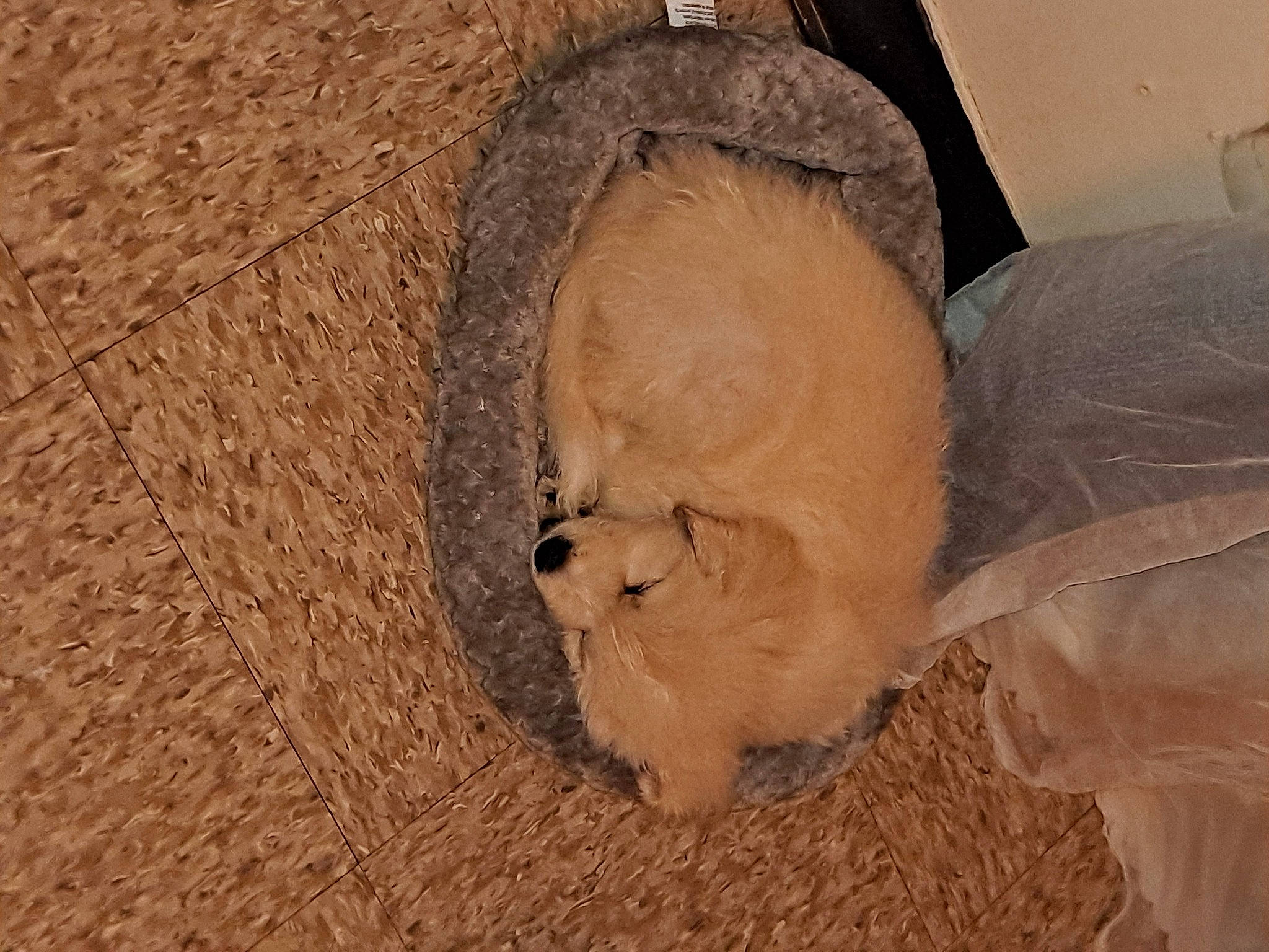 Pixie is registered to the contest to win money with this photo: art, canidae, carnivore, comfort, companion_dog, dog_breed, fawn, felidae, flooring, fur, paw, sand, sculpture, snout, sporting_group, terrestrial_animal, whiskers, wood, working_animal, wrinkle