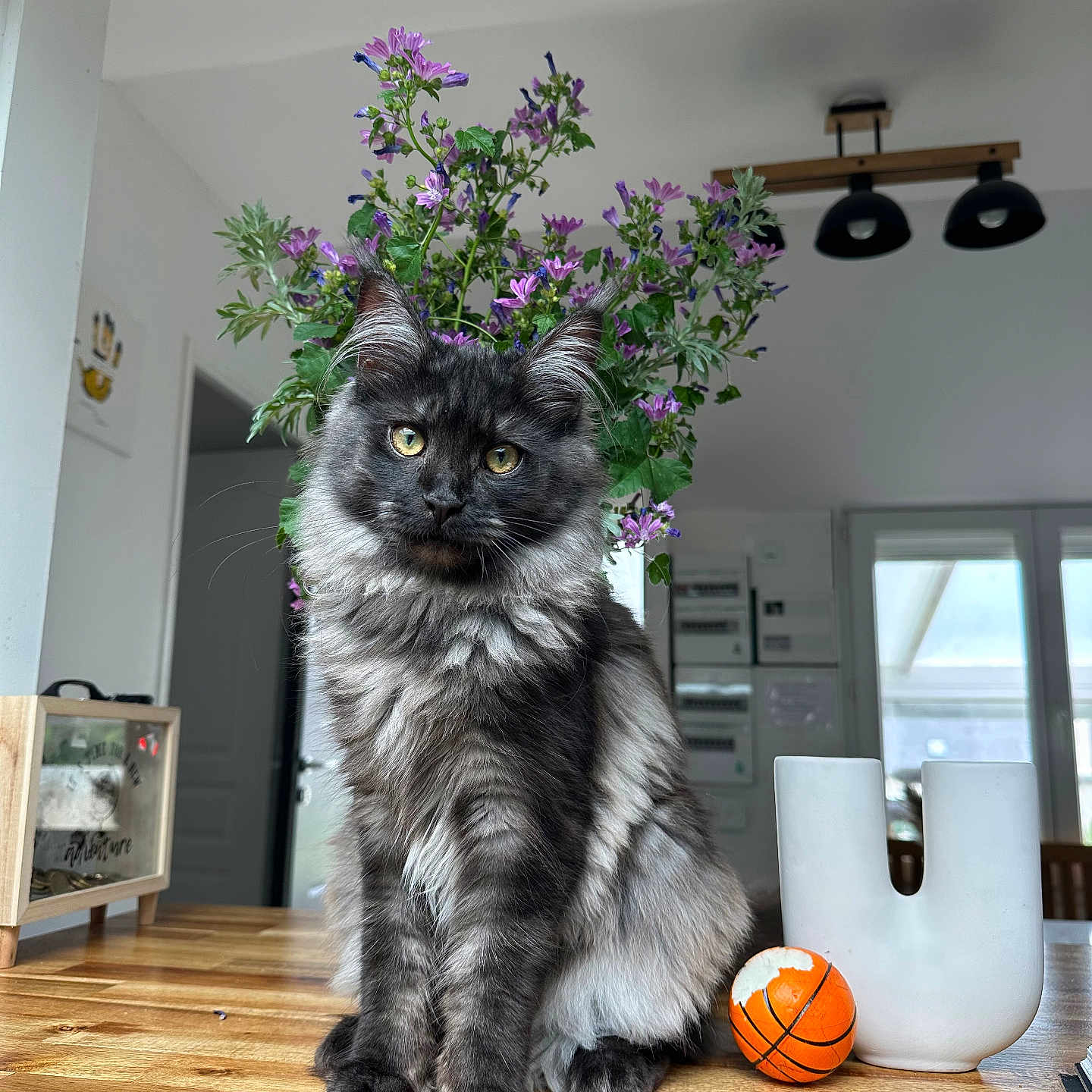 Ynaia a rejoint le concours — aidez-le/la à gagner de superbes lots ! basketball_toy, cat, closeup, cozy, curious, cute, decor, domestic, feline, flower_vase, fluffy, gray_cat, houseplant, indoor, natural_light, pet, purple_flowers, sitting, wooden_table, yellow_eyes