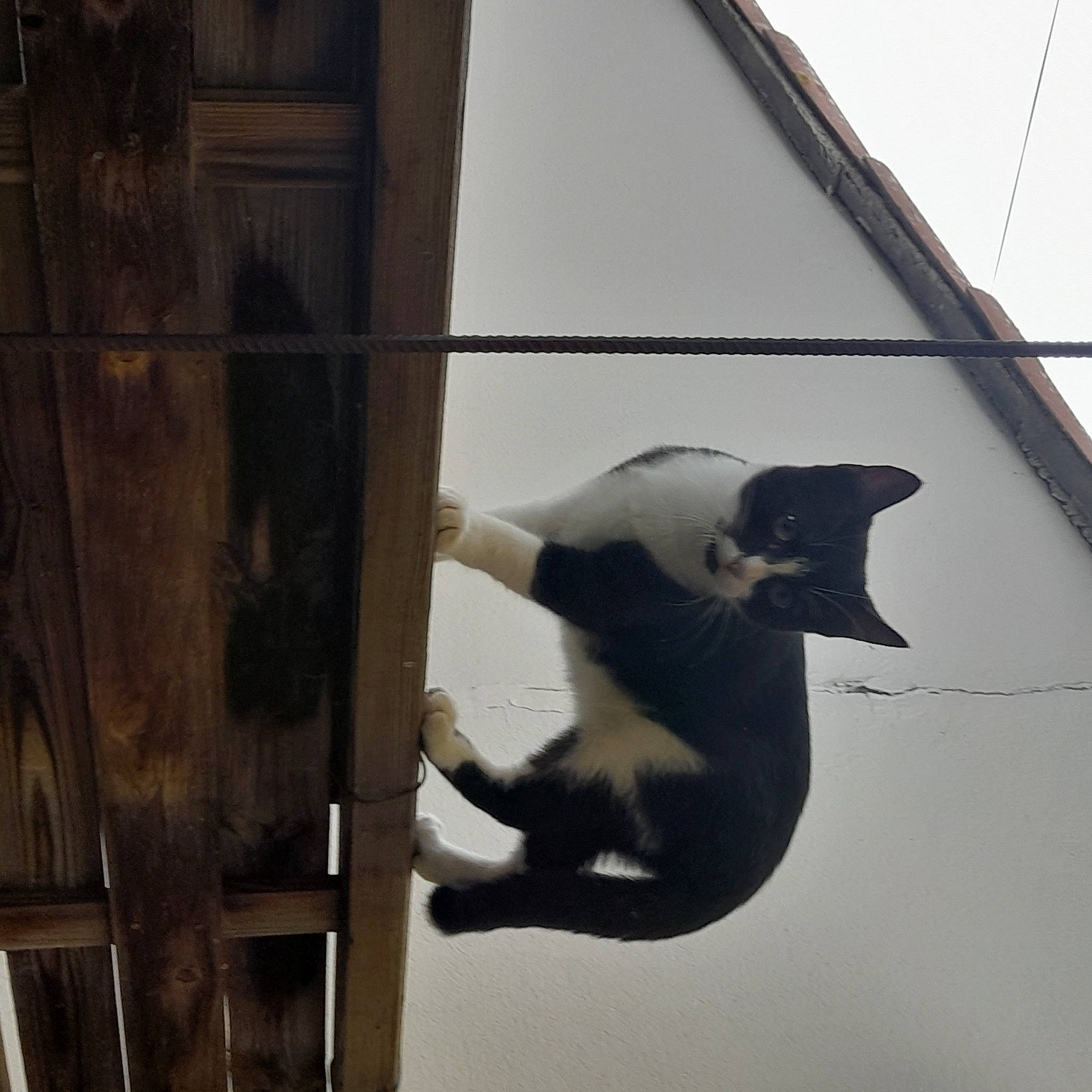 Kiko participe au concours pour gagner de l'argent avec cette photo : art, beak, building, carnivore, cat, daylighting, domestic_short_haired_cat, felidae, house, metal, monochrome_photography, shade, shadow, sky, small_to_medium_sized_cats, tail, tints_and_shades, whiskers, window, wood