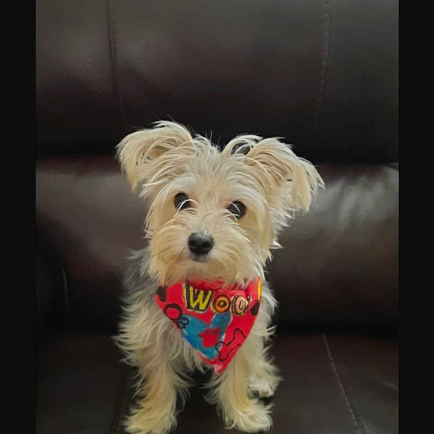 Teddygucci is registered to the contest to win money with this photo: accessories, affenpinscher, animal, bandana, canine, chair, couch, cushion, dog, formalwear, furniture, headband, homedecor, pet, poodle, puppy, strap, terrier, text, whitedog