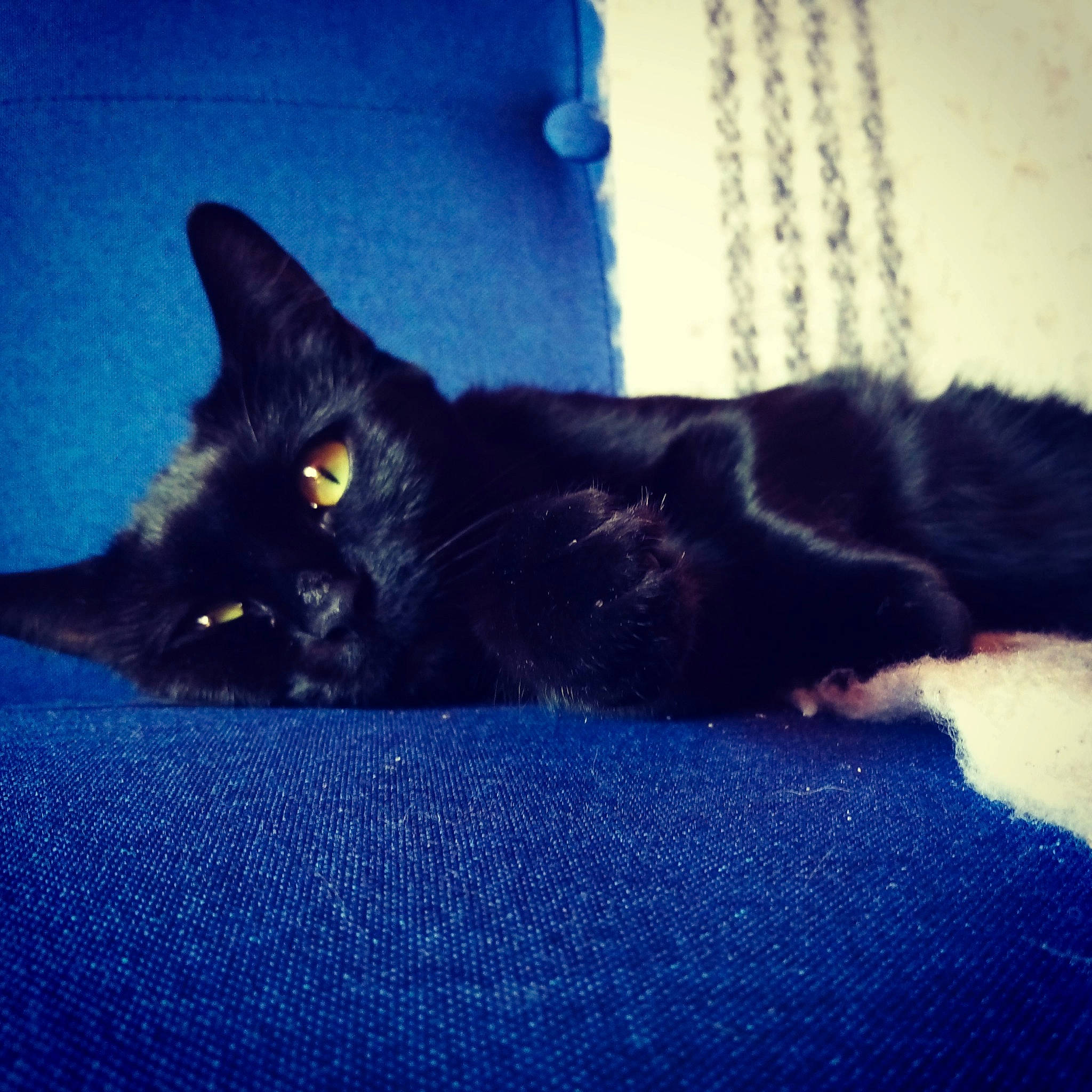 Pinceau a rejoint le concours — aidez-le/la à gagner de superbes lots ! asian, black, black_cat, blue, bombay, carnivore, cat, domestic_short_haired_cat, eye, felidae, fur, mammal, nap, paw, polydactyl_cat, sky, small_to_medium_sized_cats, snout, tail, whiskers