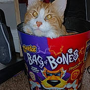Ranger is registered to the contest to win money with this photo: cat, orange_cat, white_cat, pet, indoor, carpet, container, snack_box, cheetos, bag_of_bones, curious, feline, animal, orange_and_white, cute, looking_up, close_up, household, floor, playful