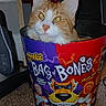 cat, orange_cat, white_cat, pet, indoor, carpet, container, snack_box, cheetos, bag_of_bones, curious, feline, animal, orange_and_white, cute, looking_up, close_up, household, floor, playful