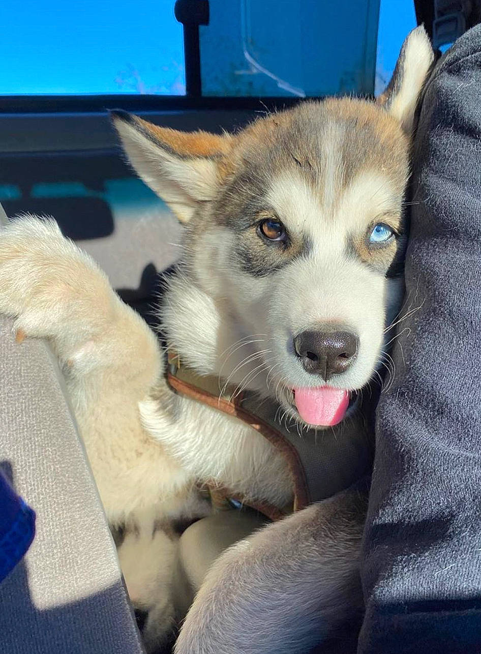 Tsuki joined the competition — help win amazing prizes! alaskan_malamute, canadian_eskimo_dog, canidae, carnivore, dog, dog_breed, greenland_dog, jamthund, mammal, miniature_siberian_husky, northern_inuit_dog, saarloos_wolfdog, sakhalin_husky, seppala_siberian_sleddog, siberian_husky, sled_dog, snout, tamaskan_dog, vertebrate, wolfdog