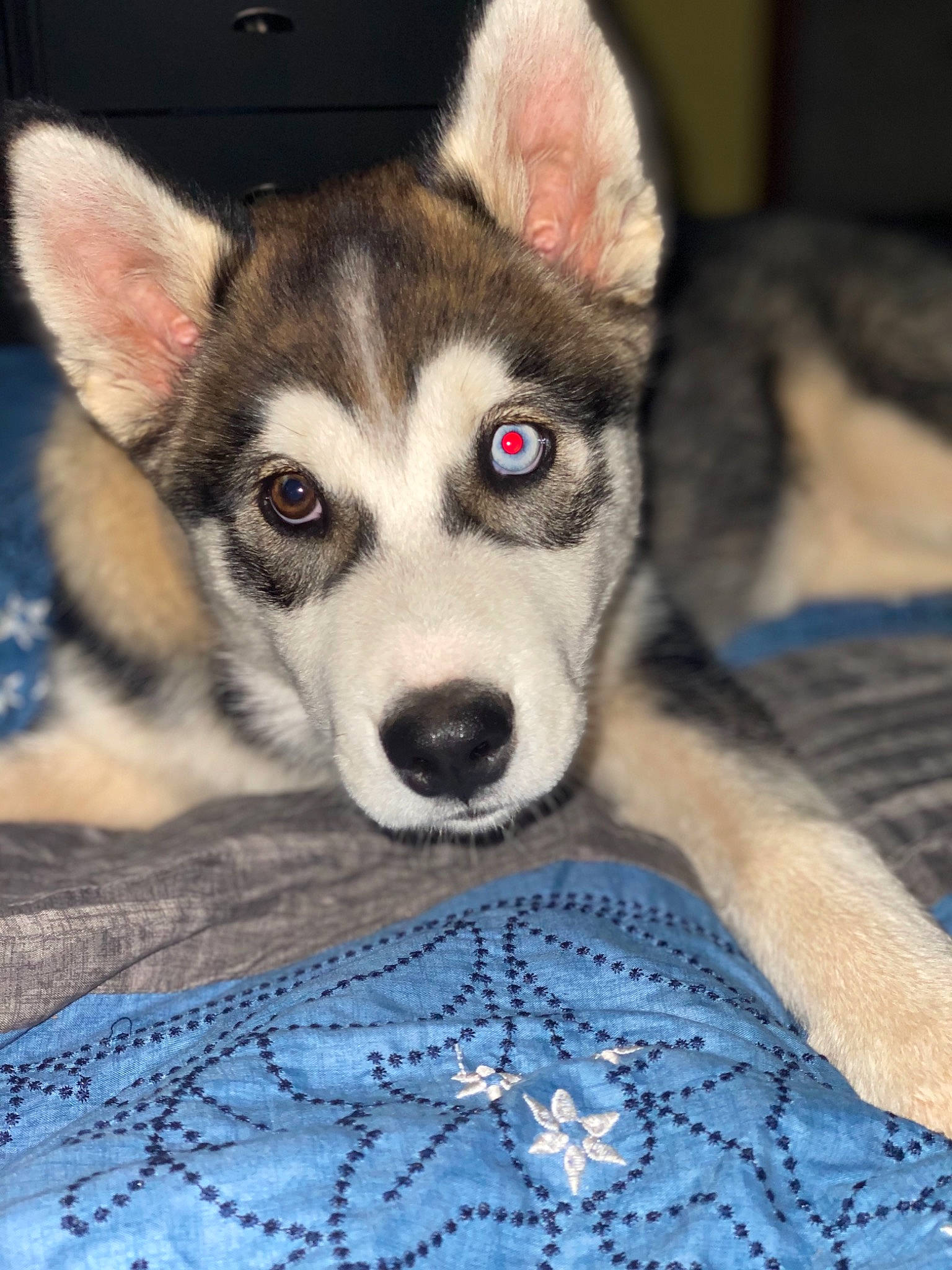 Tsuki joined the competition — help win amazing prizes! alaskan_klee_kai, alaskan_malamute, canadian_eskimo_dog, canidae, carnivore, dog, dog_breed, mammal, miniature_siberian_husky, native_american_indian_dog, northern_inuit_dog, nose, saarloos_wolfdog, sakhalin_husky, seppala_siberian_sleddog, siberian_husky, sled_dog, tamaskan_dog, vertebrate, wolfdog