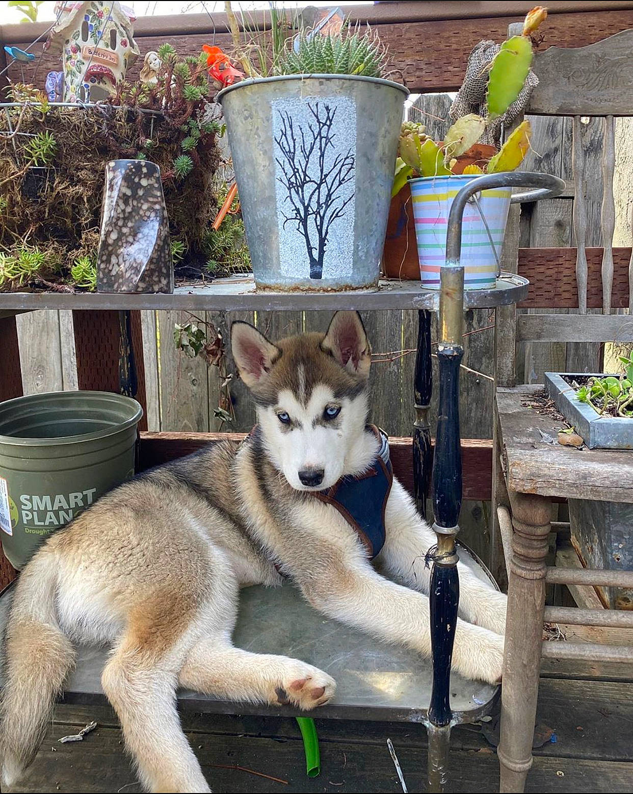 Rori joined the competition — help win amazing prizes! akita_inu, alaskan_klee_kai, alaskan_malamute, canidae, canis, carnivore, czechoslovakian_wolfdog, dog, mammal, northern_inuit_dog, saarloos_wolfdog, sakhalin_husky, seppala_siberian_sleddog, siberian_husky, sled_dog, sporting_group, tamaskan_dog, vertebrate, wolfdog, working_dog