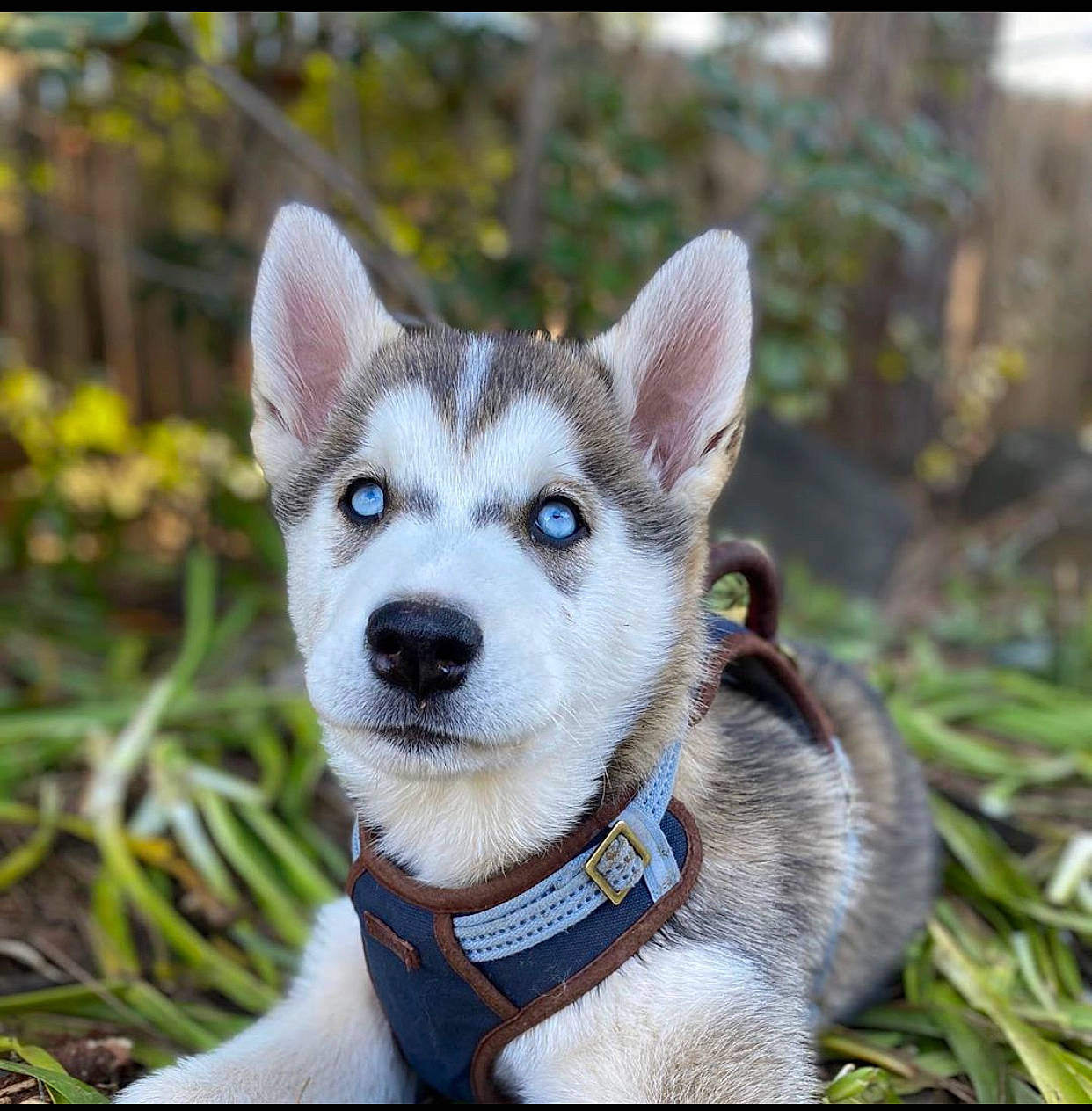 Rori joined the competition — help win amazing prizes! alaskan_klee_kai, alaskan_malamute, canidae, carnivore, dog, dog_breed, labrador_husky, mammal, miniature_siberian_husky, northern_inuit_dog, puppy, rare_breed_dog, sakhalin_husky, seppala_siberian_sleddog, siberian_husky, sled_dog, snout, tamaskan_dog, vertebrate, wolfdog