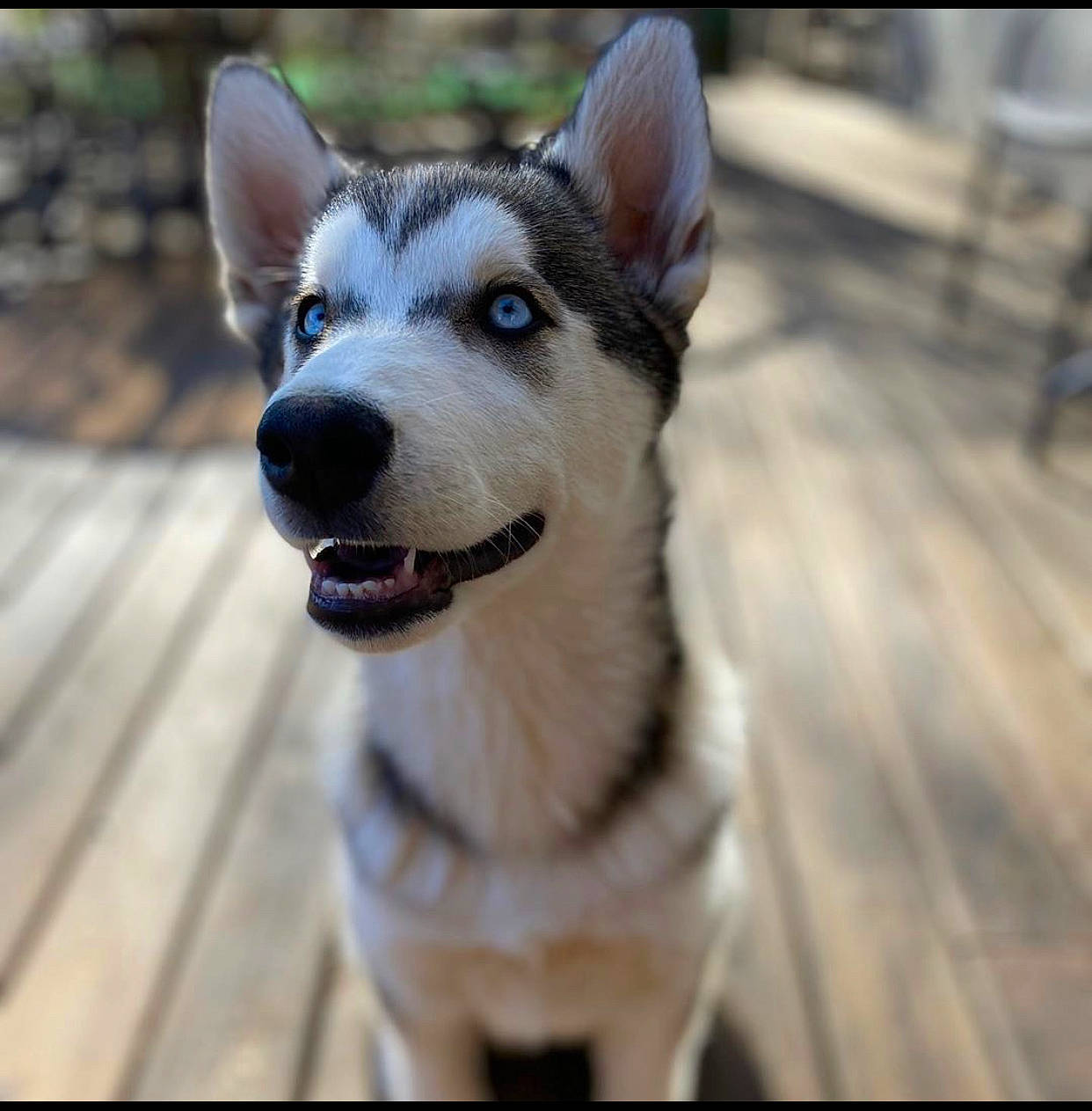 Rori joined the competition — help win amazing prizes! alaskan_malamute, canidae, carnivore, czechoslovakian_wolfdog, dog, dog_breed, labrador_husky, mammal, native_american_indian_dog, northern_inuit_dog, nose, saarloos_wolfdog, sakhalin_husky, seppala_siberian_sleddog, siberian_husky, sled_dog, snout, tamaskan_dog, vertebrate, wolfdog