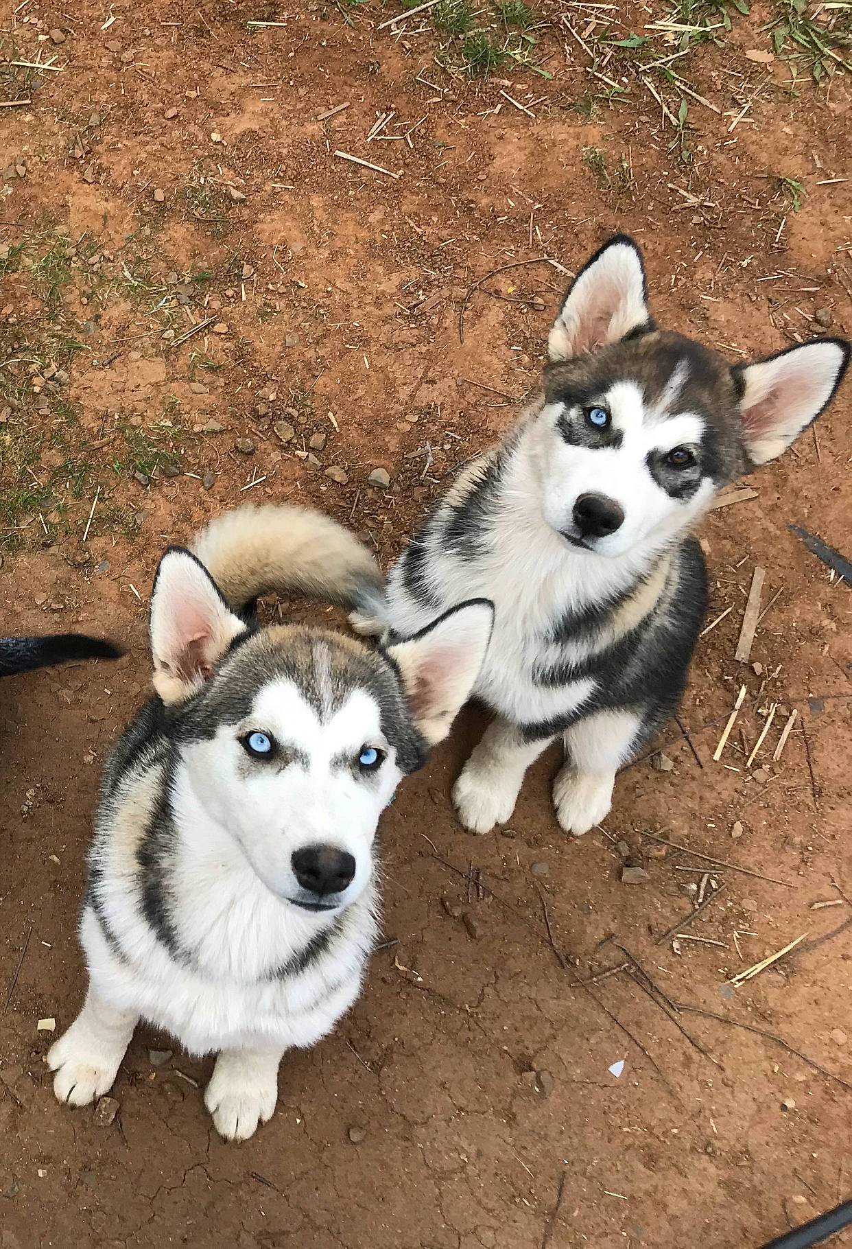 Rori is registered to the contest to win money with this photo: alaskan_klee_kai, alaskan_malamute, canadian_eskimo_dog, canidae, carnivore, dog, dog_breed, mammal, miniature_siberian_husky, native_american_indian_dog, northern_inuit_dog, puppy, sakhalin_husky, seppala_siberian_sleddog, siberian_husky, sled_dog, snout, vertebrate, wolfdog, working_dog