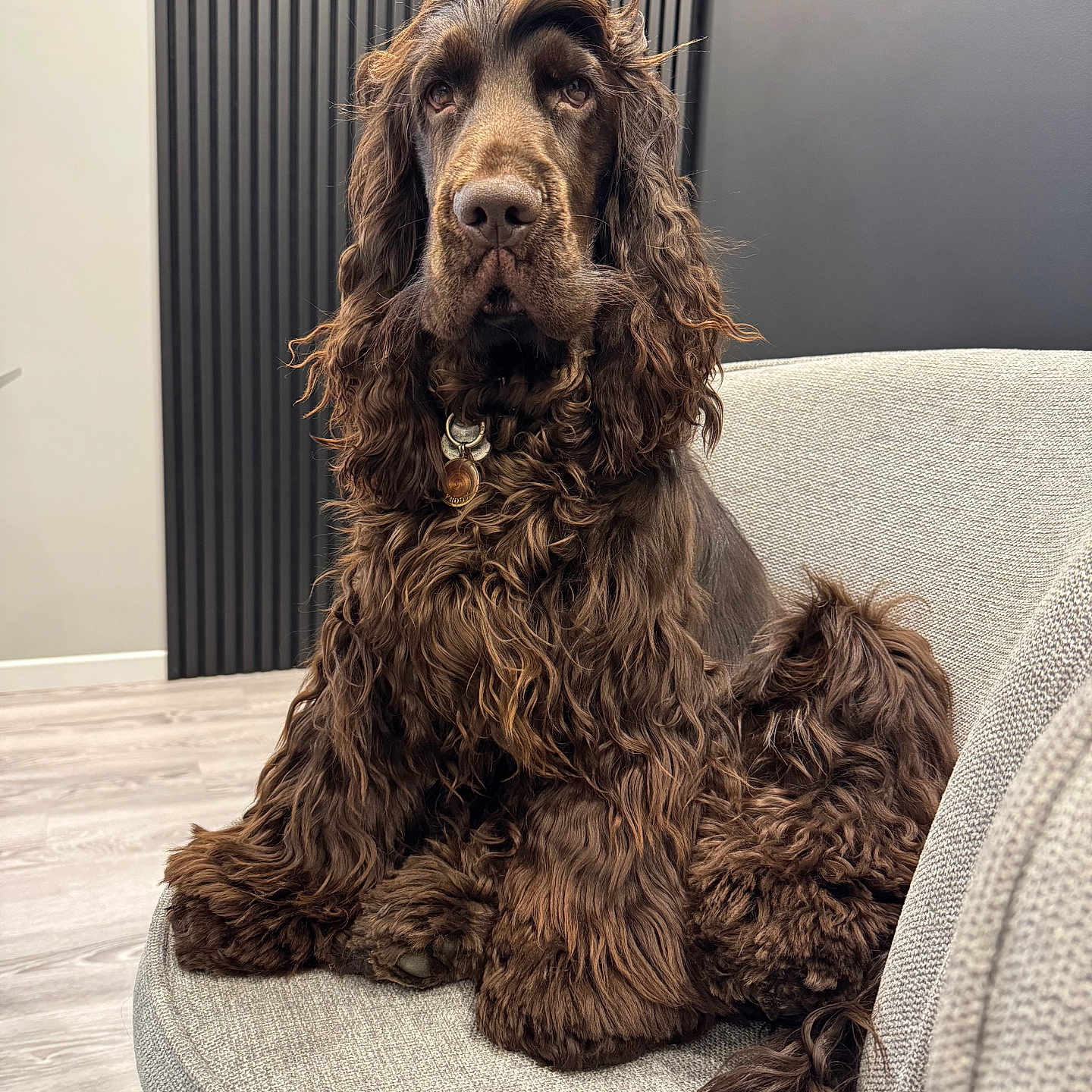 Vroom a rejoint le concours — aidez-le/la à gagner de superbes lots ! animal, brown, calm, canine, chair, companion, curly_fur, cute, dog, domestic_animal, fluffy, furniture, furry, house, indoor, modern, pet, portrait, relaxed, sitting
