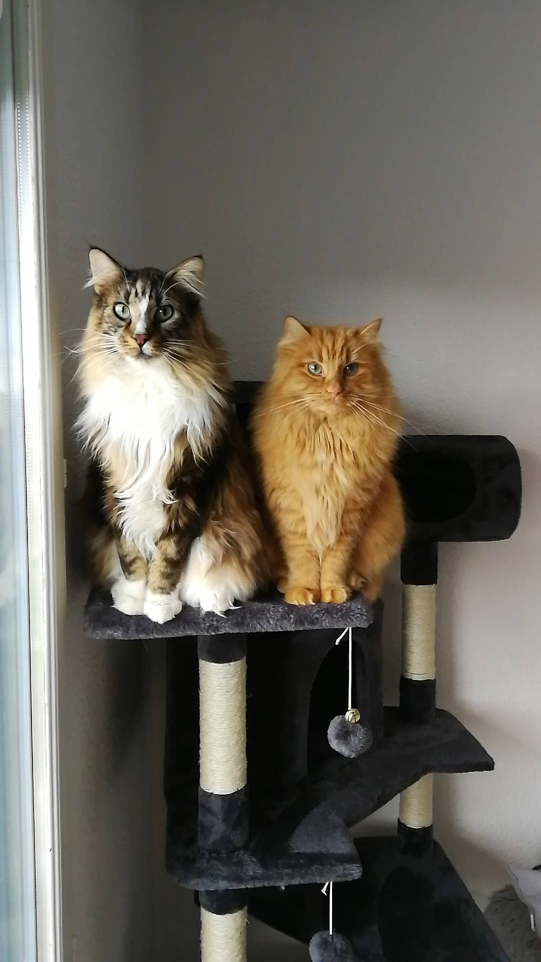 Rourou a rejoint le concours — aidez-le/la à gagner de superbes lots ! british_longhair, brown, carnivore, cat, fawn, felidae, fur, small_to_medium_sized_cats, tail, terrestrial_animal, whiskers, wood