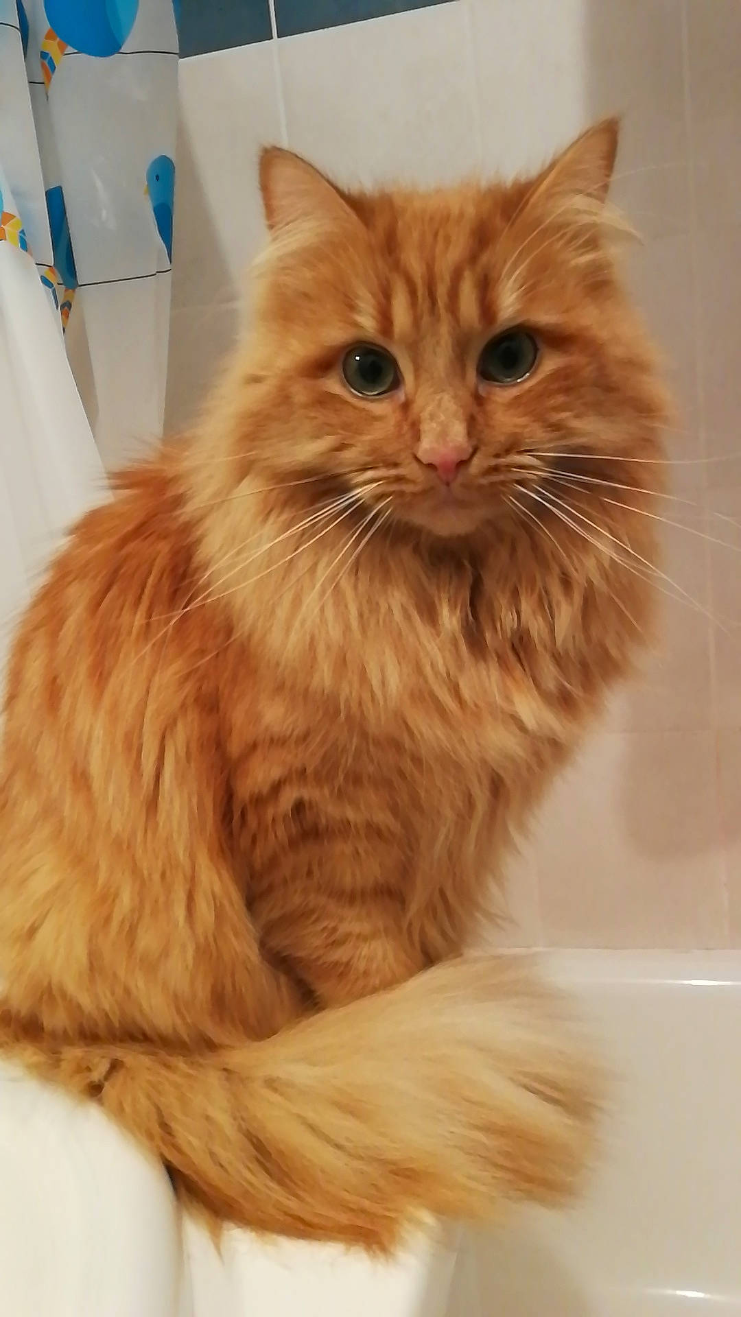 Rourou a rejoint le concours — aidez-le/la à gagner de superbes lots ! box, british_longhair, carnivore, cat, claw, eye, fawn, felidae, fur, paper_towel, peach, persian, small_to_medium_sized_cats, snout, tail, terrestrial_animal, toilet_paper, whiskers, window