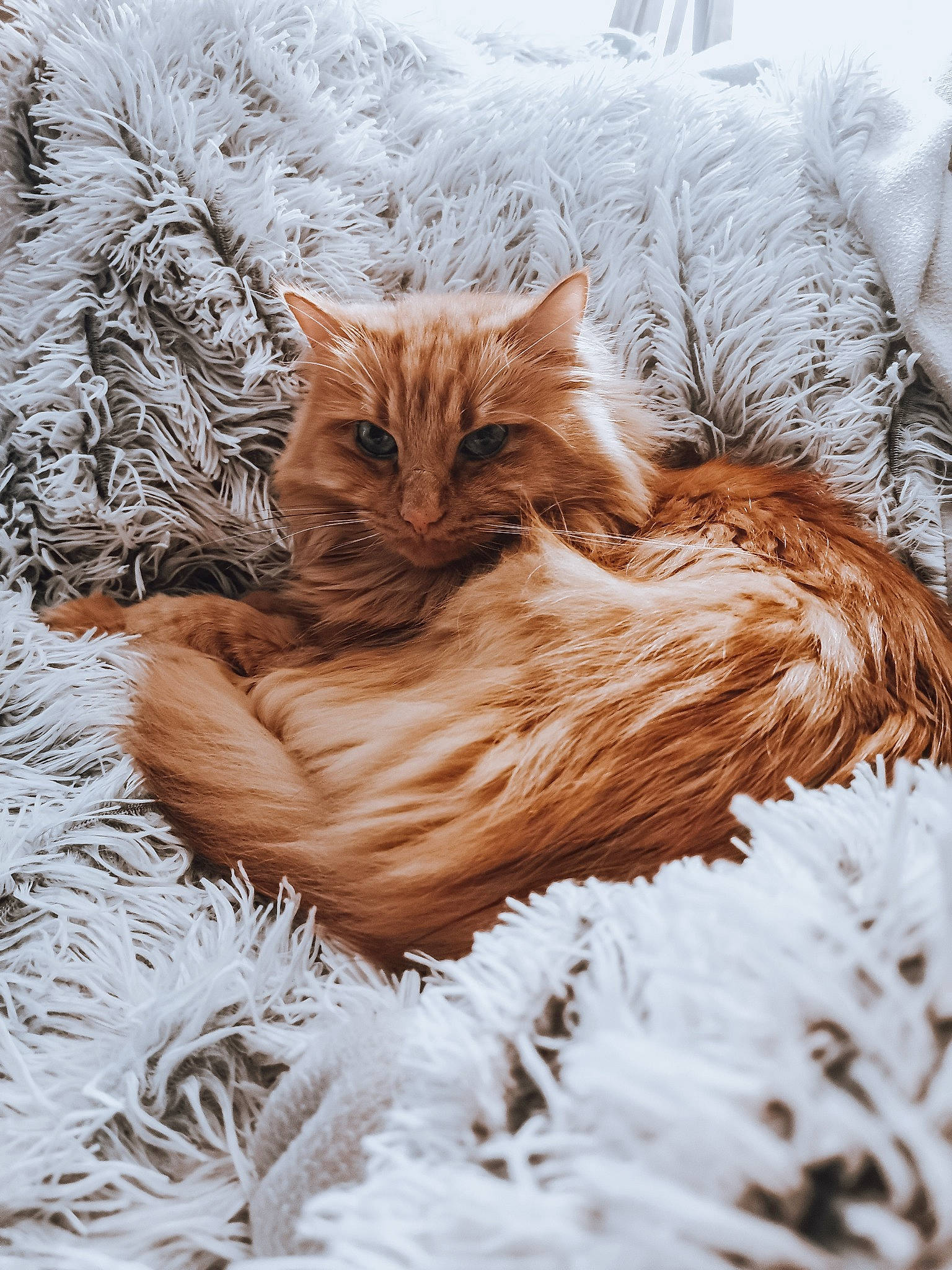 Rourou participe au concours pour gagner de l'argent avec cette photo : carnivore, cat, claw, comfort, fawn, felidae, freezing, fur, grass, plant, small_to_medium_sized_cats, snout, snow, tail, terrestrial_animal, tree, twig, whiskers, winter, wood