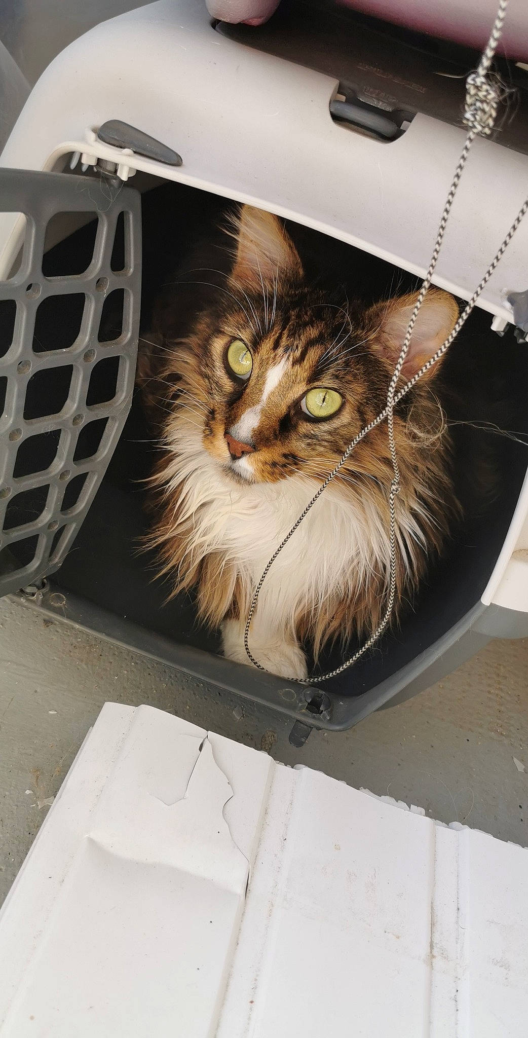 Tissa participe au concours pour gagner de l'argent avec cette photo : automotive_exterior, automotive_lighting, box, cardboard, carnivore, cat, domestic_short_haired_cat, felidae, fur, grille, hat, head, hood, motor_vehicle, shipping_box, small_to_medium_sized_cats, snout, street_light, whiskers, wood