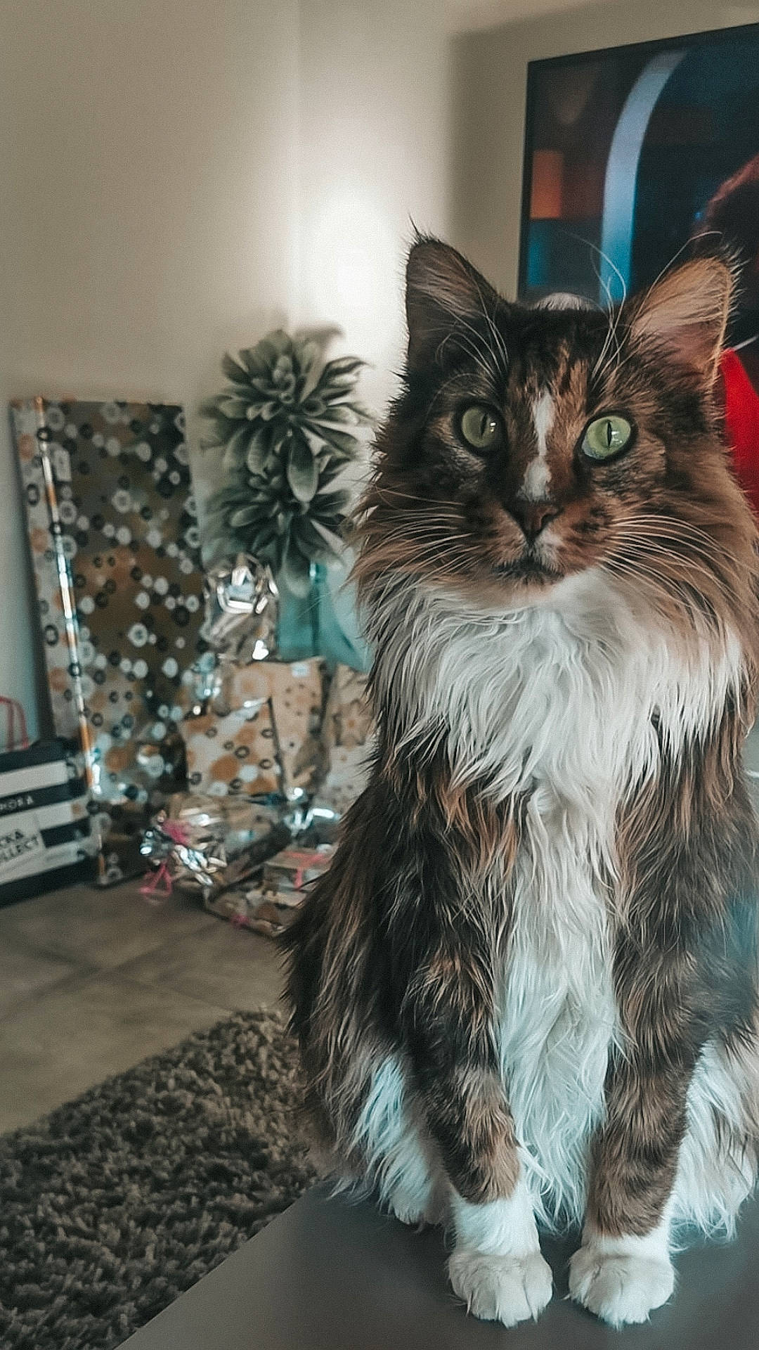 Tissa participe au concours pour gagner de l'argent avec cette photo : carnivore, cat, christmas_ornament, christmas_tree, claw, conifer, domestic_short_haired_cat, event, fawn, felidae, fur, holiday, maine_coon, plant, small_to_medium_sized_cats, snout, tail, terrestrial_animal, tree, whiskers