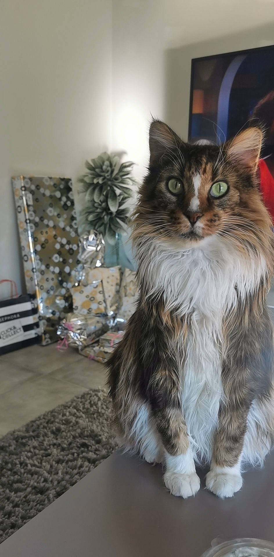 Tissa participe au concours pour gagner de l'argent avec cette photo : carnivore, cat, claw, domestic_short_haired_cat, drawer, event, felidae, flooring, fur, holiday, maine_coon, paw, plant, small_to_medium_sized_cats, tail, terrestrial_animal, tree, whiskers