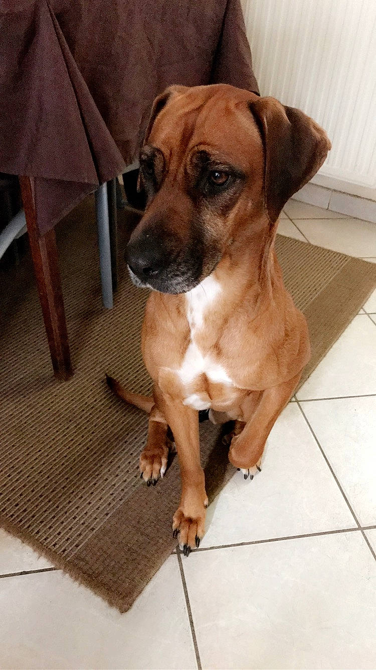 Macaron a rejoint le concours — aidez-le/la à gagner de superbes lots ! black_mouth_cur, broholmer, canidae, carnivore, companion_dog, dog, dog_breed, fawn, hound, mammal, molosser, potcake_dog, puppy, rare_breed_dog, rhodesian_ridgeback, sighthound, snout, vertebrate