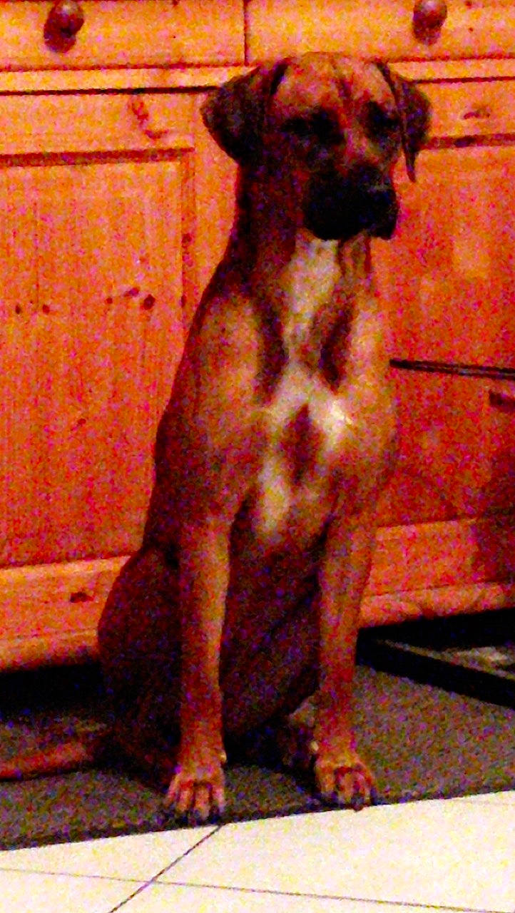 Macaron participe au concours pour gagner de l'argent avec cette photo : boxer, bullmastiff, canidae, carnivore, dog, dog_breed, fawn, mammal, rare_breed_dog, sporting_group, tosa, vertebrate