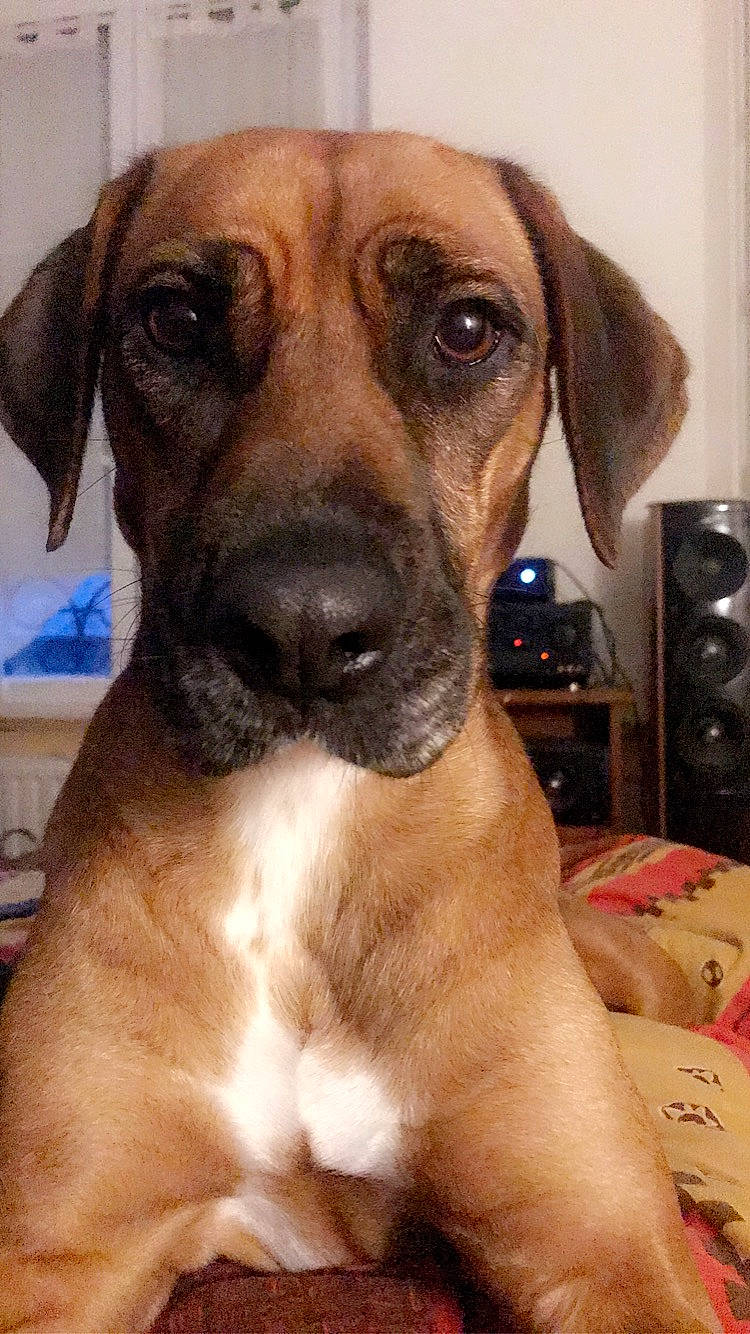 Macaron participe au concours pour gagner de l'argent avec cette photo : beagador, black_mouth_cur, broholmer, canidae, carnivore, companion_dog, dog, dog_breed, fawn, mammal, rare_breed_dog, rhodesian_ridgeback, snout, sporting_group, tosa, vertebrate, whiskers