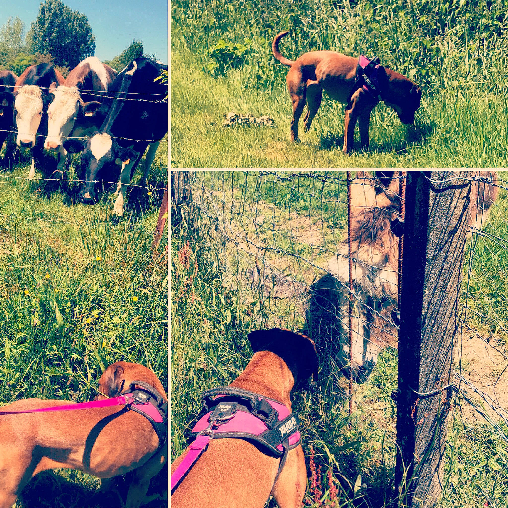 Macaron a rejoint le concours — aidez-le/la à gagner de superbes lots ! barechested, footwear, grass, leg, muscle, rural_area, shoe, summer