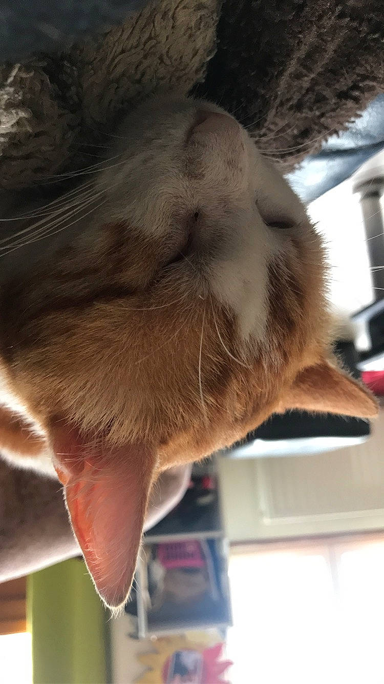 Mimi participe au concours pour gagner de l'argent avec cette photo : claw, fawn, fur, snout, tail, whiskers