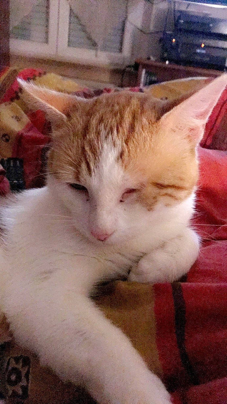 Mimi a rejoint le concours — aidez-le/la à gagner de superbes lots ! aegean_cat, american_wirehair, asian, carnivore, cat, domestic_short_haired_cat, european_shorthair, fawn, felidae, fur, kitten, mammal, ojos_azules, polydactyl_cat, small_to_medium_sized_cats, turkish_van, whiskers