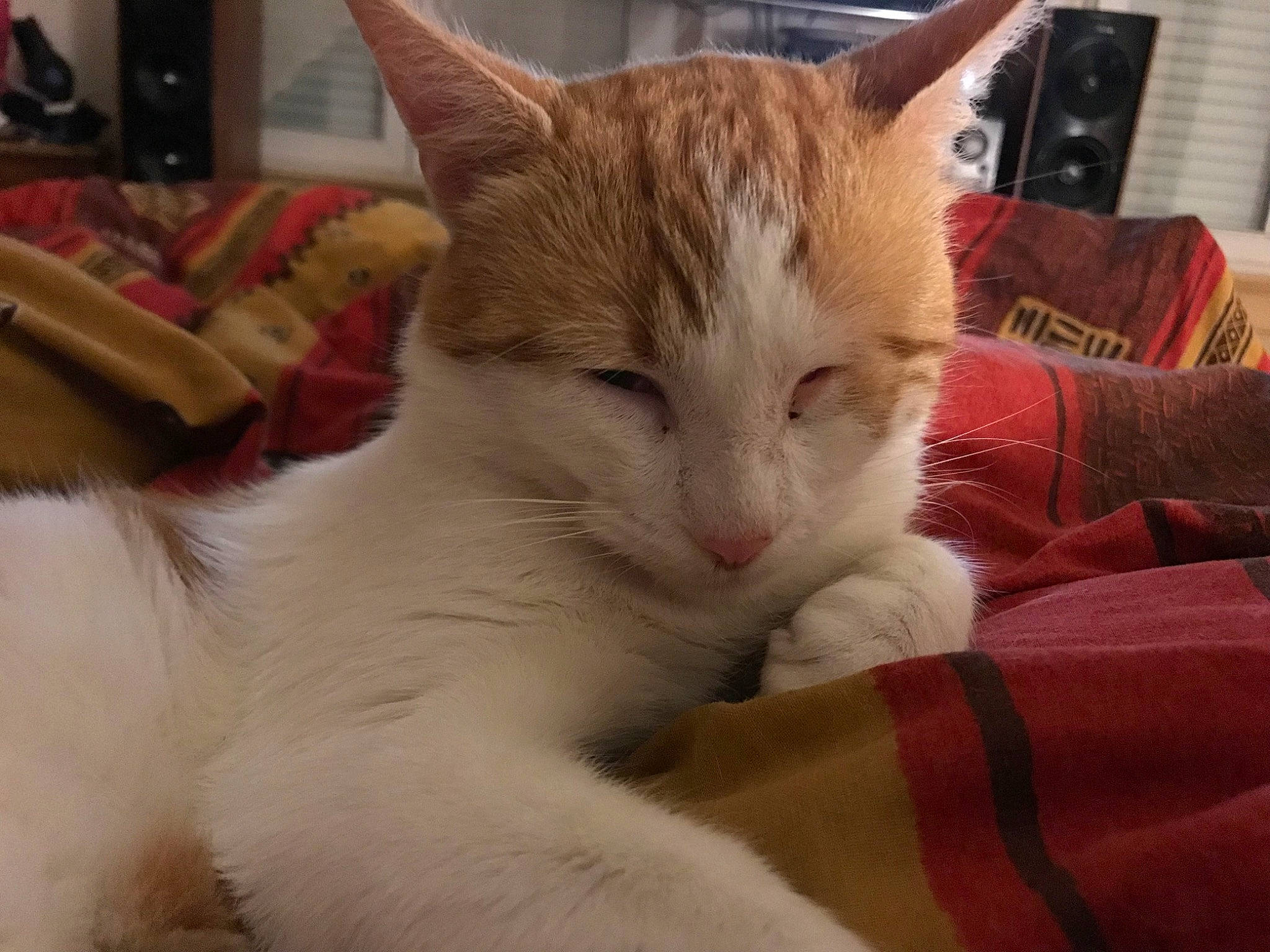 Mimi a rejoint le concours — aidez-le/la à gagner de superbes lots ! aegean_cat, asian, carnivore, cat, domestic_short_haired_cat, ear, european_shorthair, eye, felidae, fur, kitten, nose, polydactyl_cat, small_to_medium_sized_cats, tabby_cat, whiskers