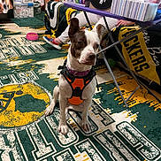 Marge joined the competition — help win amazing prizes! dog, orange_harness, person, rug, green_bay_packers, blanket, couch, floor, table, box, sneakers, indoor, pet, seated, furniture, living_room, colorful, carpet, toy, casual