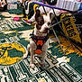 dog, orange_harness, person, rug, green_bay_packers, blanket, couch, floor, table, box, sneakers, indoor, pet, seated, furniture, living_room, colorful, carpet, toy, casual