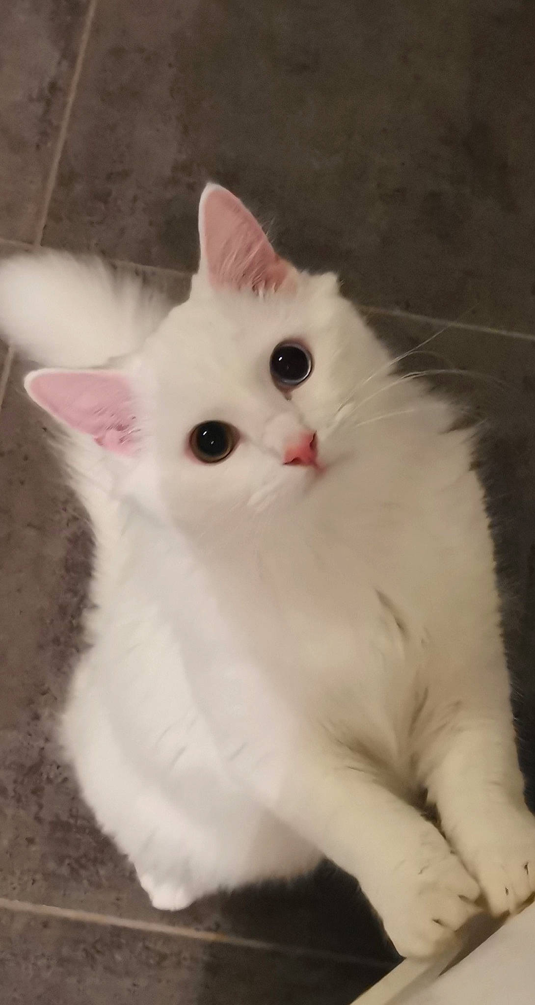 Rocket participe au concours pour gagner de l'argent avec cette photo : carnivore, cat, claw, eye, fawn, felidae, fur, head, iris, paw, small_to_medium_sized_cats, snout, tail, terrestrial_animal, whiskers