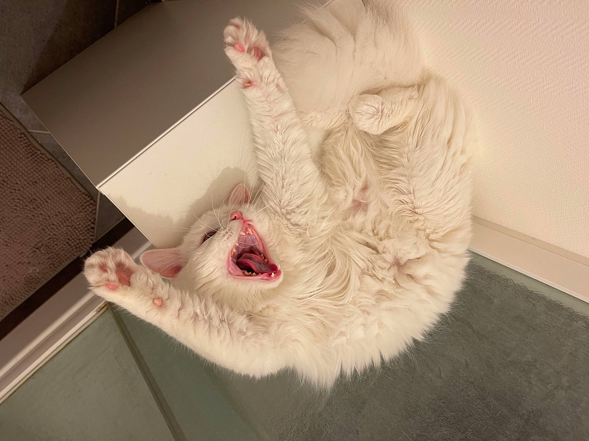 Rocket a rejoint le concours — aidez-le/la à gagner de superbes lots ! carnivore, claw, companion_dog, dog_breed, fang, fawn, felidae, flesh, flooring, foot, fur, fur_clothing, gesture, jaw, nail, paw, small_to_medium_sized_cats, tail, whiskers, yawn