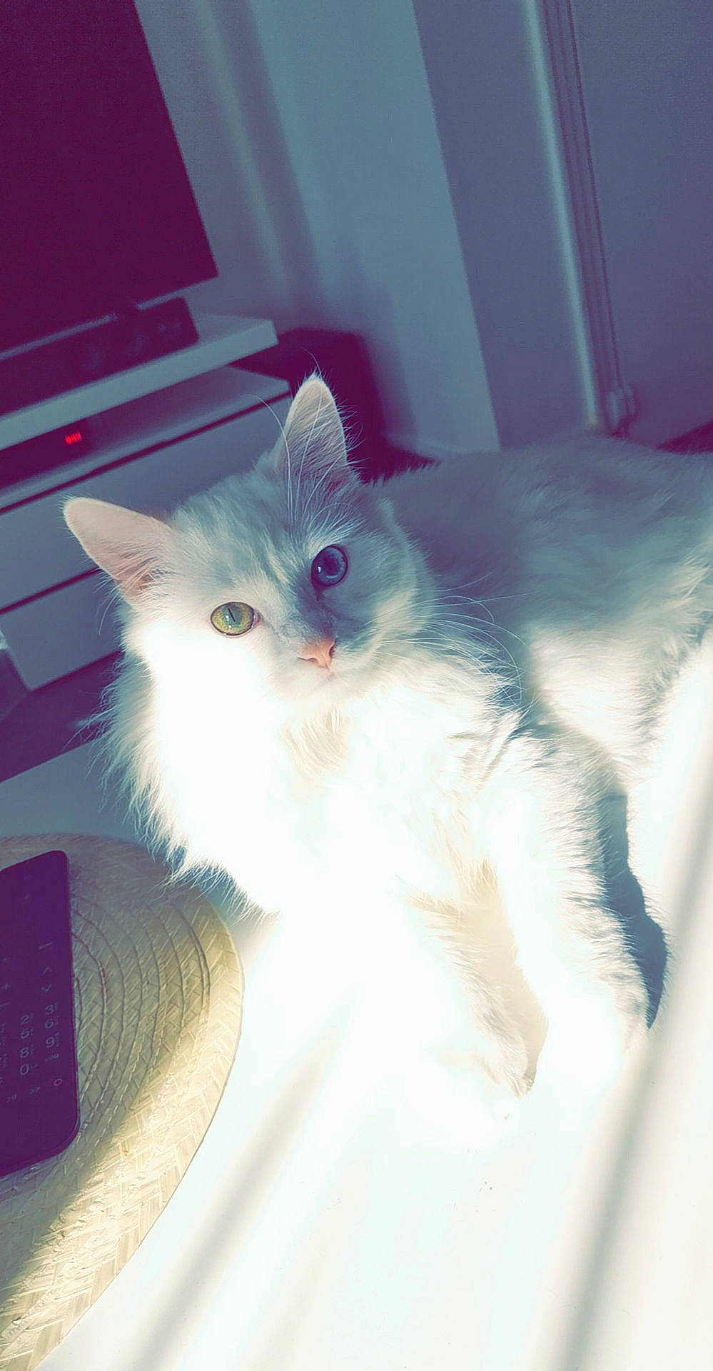 Rocket a rejoint le concours — aidez-le/la à gagner de superbes lots ! carnivore, cat, claw, comfort, domestic_short_haired_cat, eye, fawn, felidae, fur, head, paw, sitting, small_to_medium_sized_cats, snout, tail, whiskers