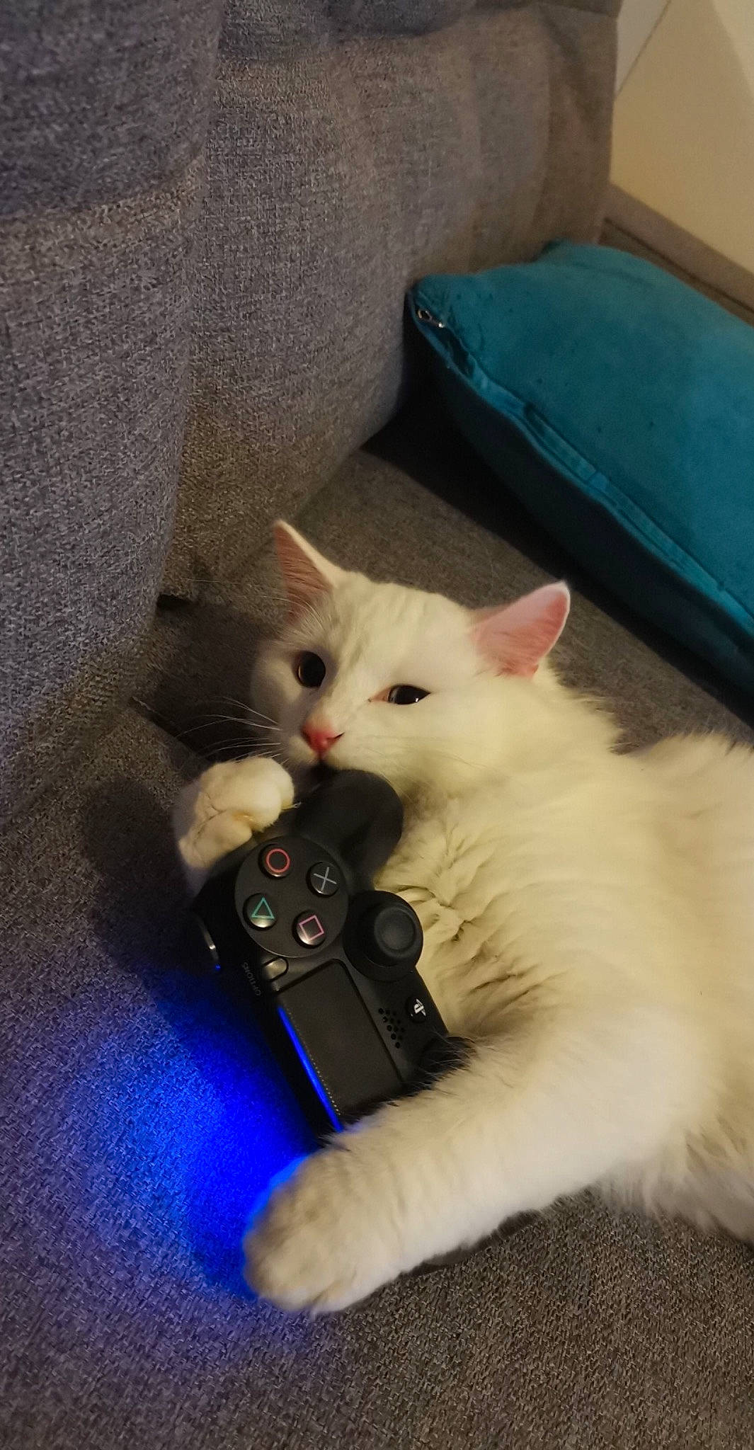 Rocket participe au concours pour gagner de l'argent avec cette photo : blue, box, carnivore, cat, claw, domestic_short_haired_cat, fawn, felidae, fur, gadget, gesture, paw, small_to_medium_sized_cats, snout, tail, thai, whiskers