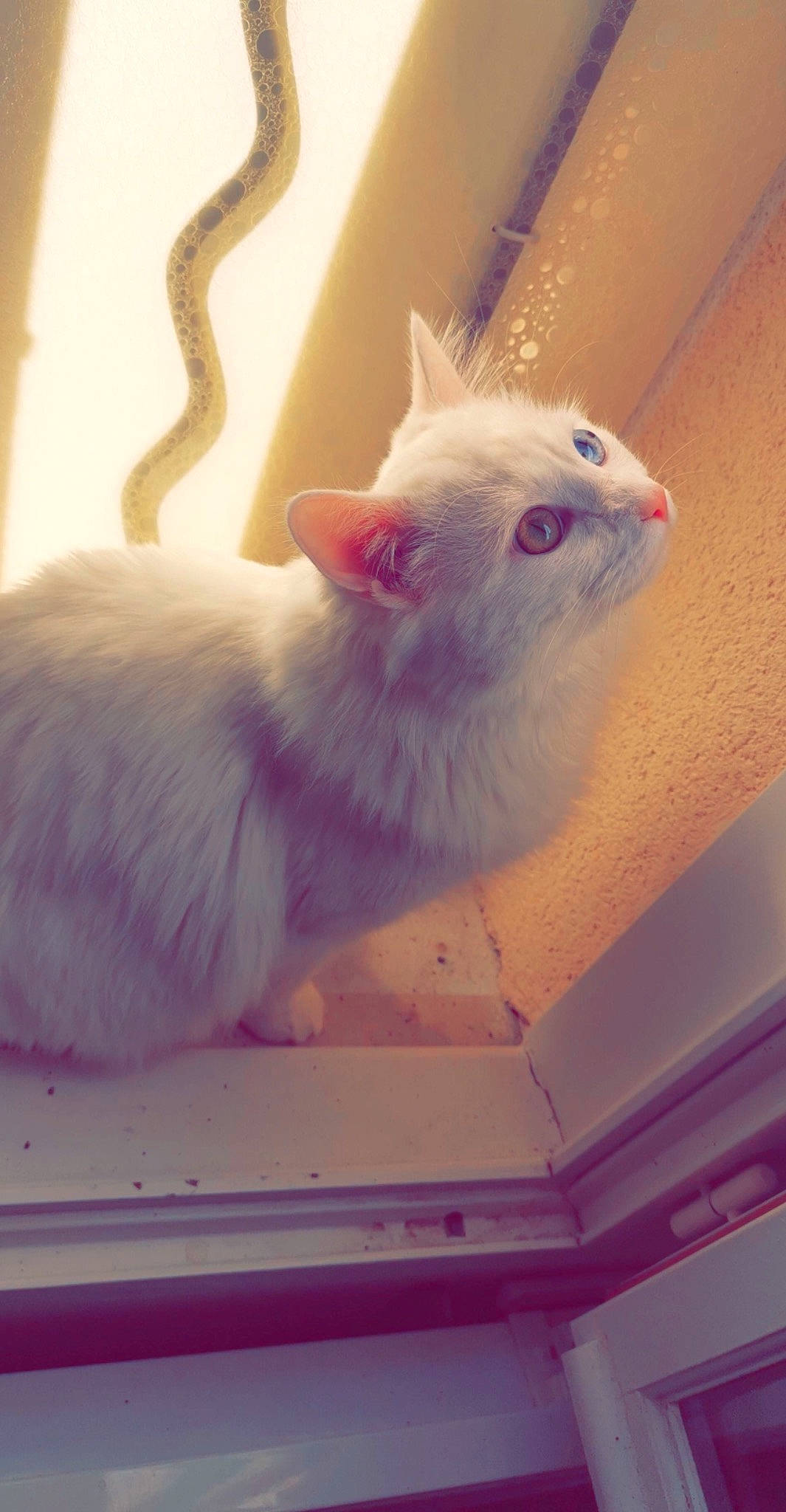 Rocket participe au concours pour gagner de l'argent avec cette photo : carnivore, cat, ceiling, claw, comfort, domestic_short_haired_cat, fawn, felidae, fur, hardwood, paw, small_to_medium_sized_cats, snout, tail, whiskers, wood