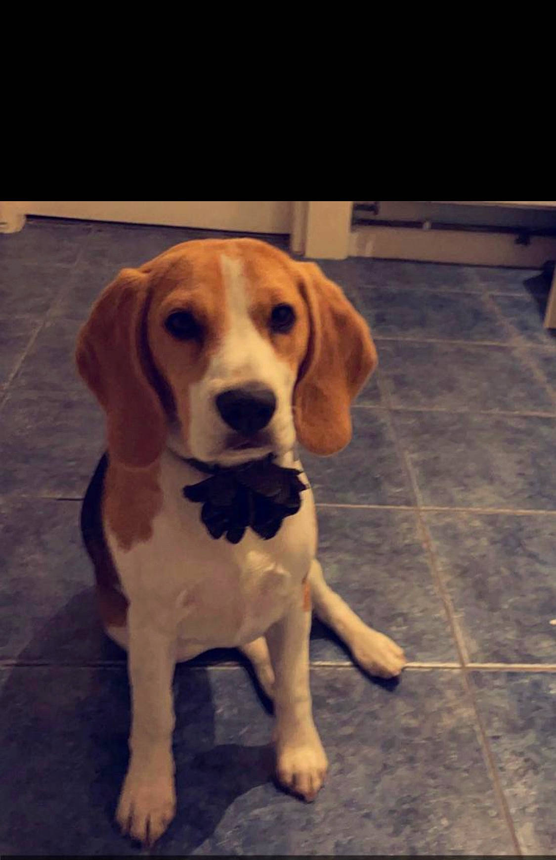 Betsy is registered to the contest to win money with this photo: canidae, carnivore, companion_dog, dog, dog_breed, dog_supply, fawn, hound, hunting_dog, paw, pet_supply, puppy, scent_hound, snout, sporting_group, tail, terrestrial_animal, tile_flooring, whiskers, working_animal