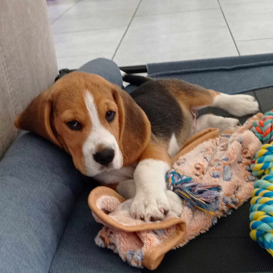 Asko participe au concours pour gagner de l'argent avec cette photo : beagle, blanket, canine, dog, dog_bed, fireplace, floor, flowers, furniture, home_interior, indoor, living_room, logs, pet, puppy, relaxing, rope_toy, tile_floor, toy, vase