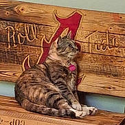 Harleigh Rain is registered to the contest to win money with this photo: cat, tabby_cat, pet, animal, bench, wood, carving, collar, tag, feline, indoor, resting, side_view, fur, striped, paw, looking, domestic_animal, relaxed, seat