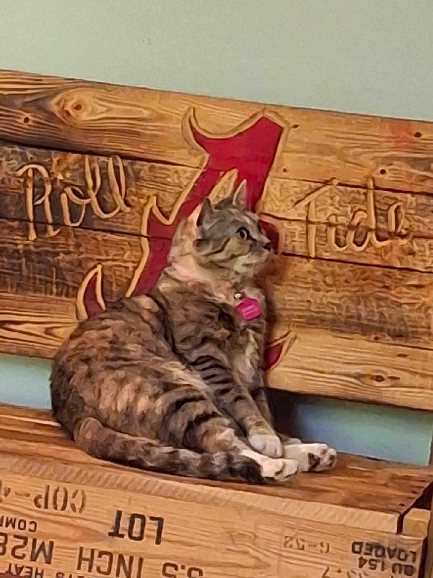 Harleigh Rain is registered to the contest to win money with this photo: cat, tabby_cat, pet, animal, bench, wood, carving, collar, tag, feline, indoor, resting, side_view, fur, striped, paw, looking, domestic_animal, relaxed, seat