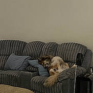 Lola joined the competition — help win amazing prizes! dog, couch, pillow, living_room, furniture, pet, resting, cozy, indoor, gray, fluffy, sleeping, relaxed, tail, side_table, fan, blanket, home, comfort, animal