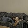 dog, couch, pillow, living_room, furniture, pet, resting, cozy, indoor, gray, fluffy, sleeping, relaxed, tail, side_table, fan, blanket, home, comfort, animal